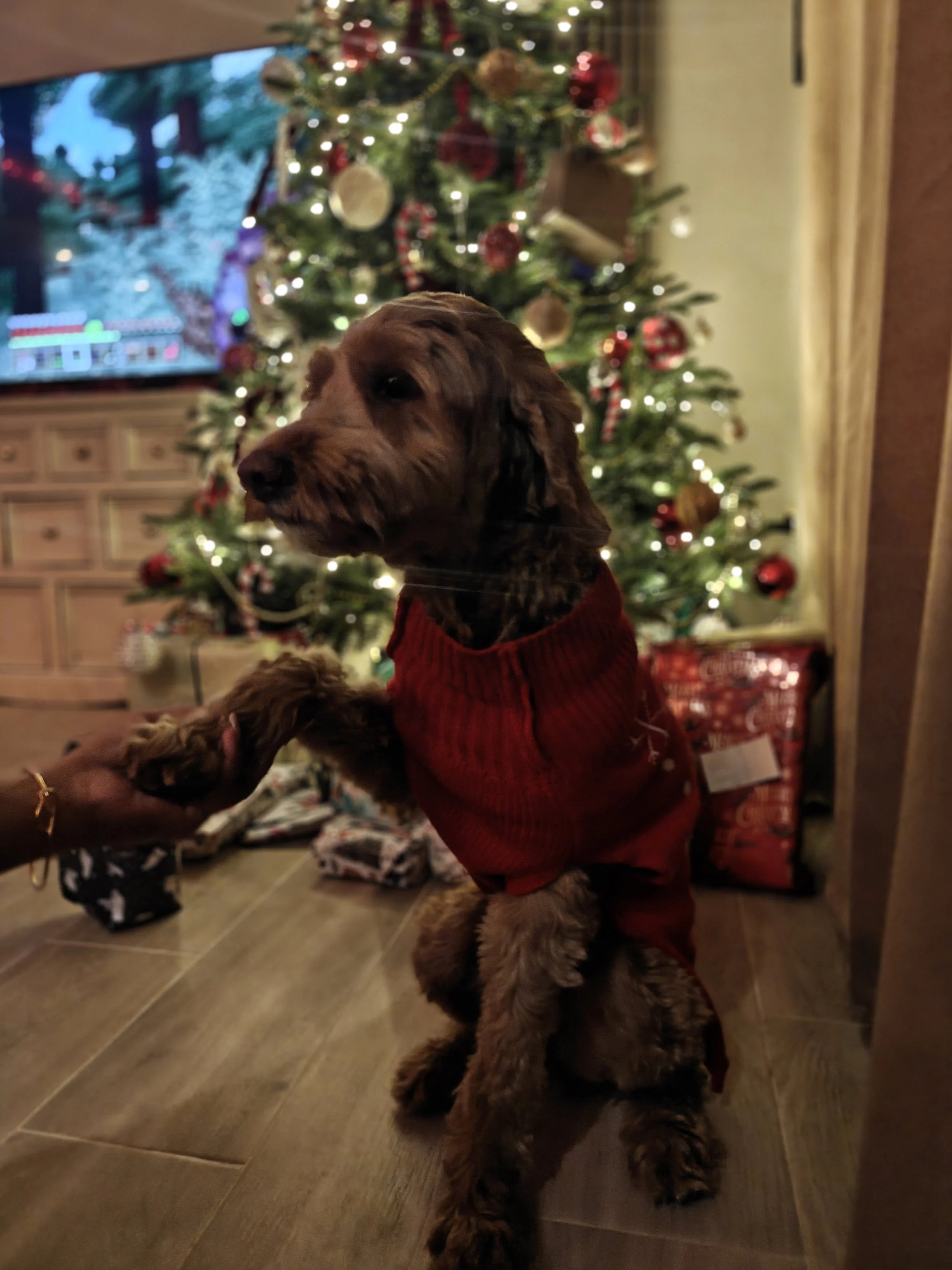 A brown dog wearing a red sweater sitting on a wooden floor in front of a decorated Christmas tree. The tree has lights and ornaments, and there are wrapped gifts underneath. In the background, a TV is turned on showing a snowy outdoor scene.