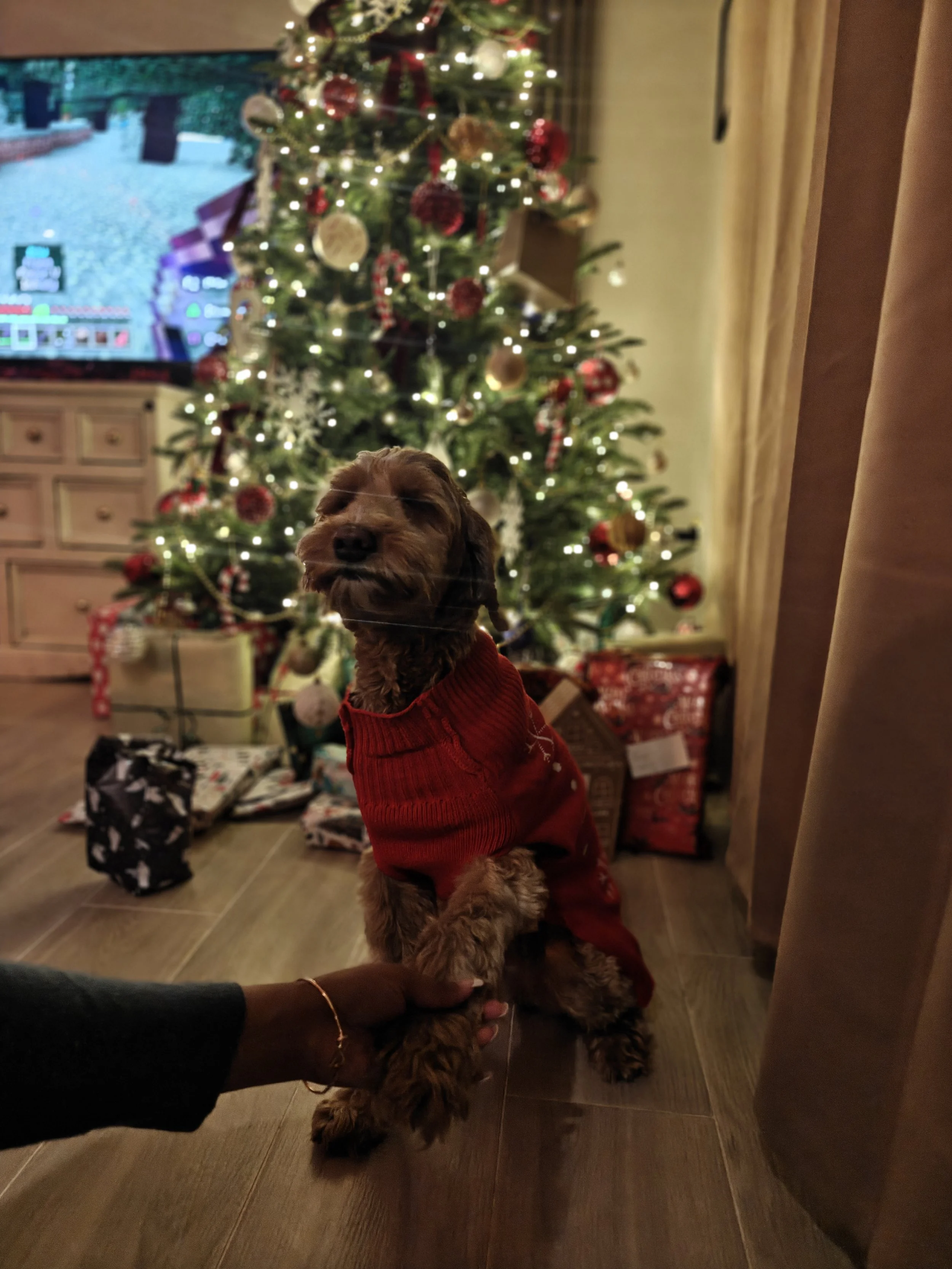 A dog wearing a red Christmas sweater sitting in front of a decorated Christmas tree with presents underneath. A person's hand is holding the dog's paw.