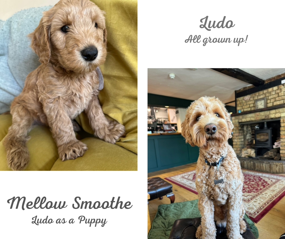 Side-by-side photos of a curly-haired puppy named Ludo. The left shows Ludo as a young puppy sitting on a sofa, and the right shows Ludo grown up as an adult dog sitting indoors near a fireplace.