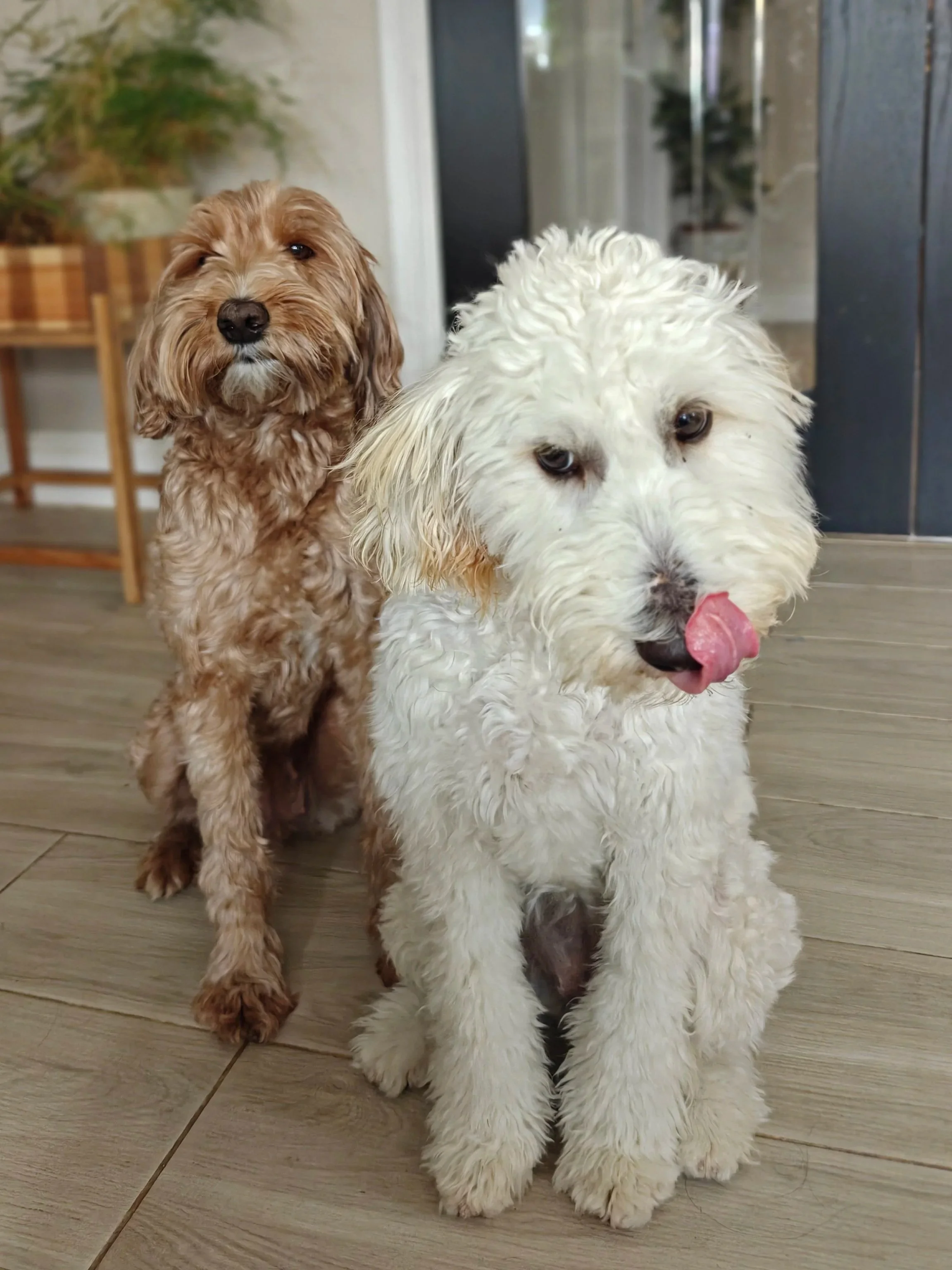 Couscous and Kiki