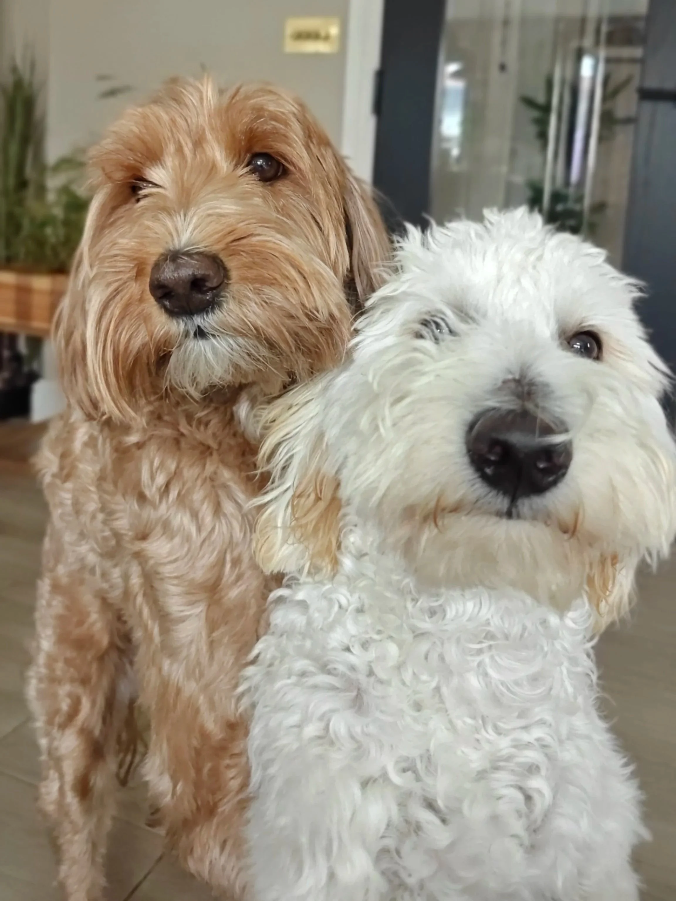 Couscous and Kiki staring at me.