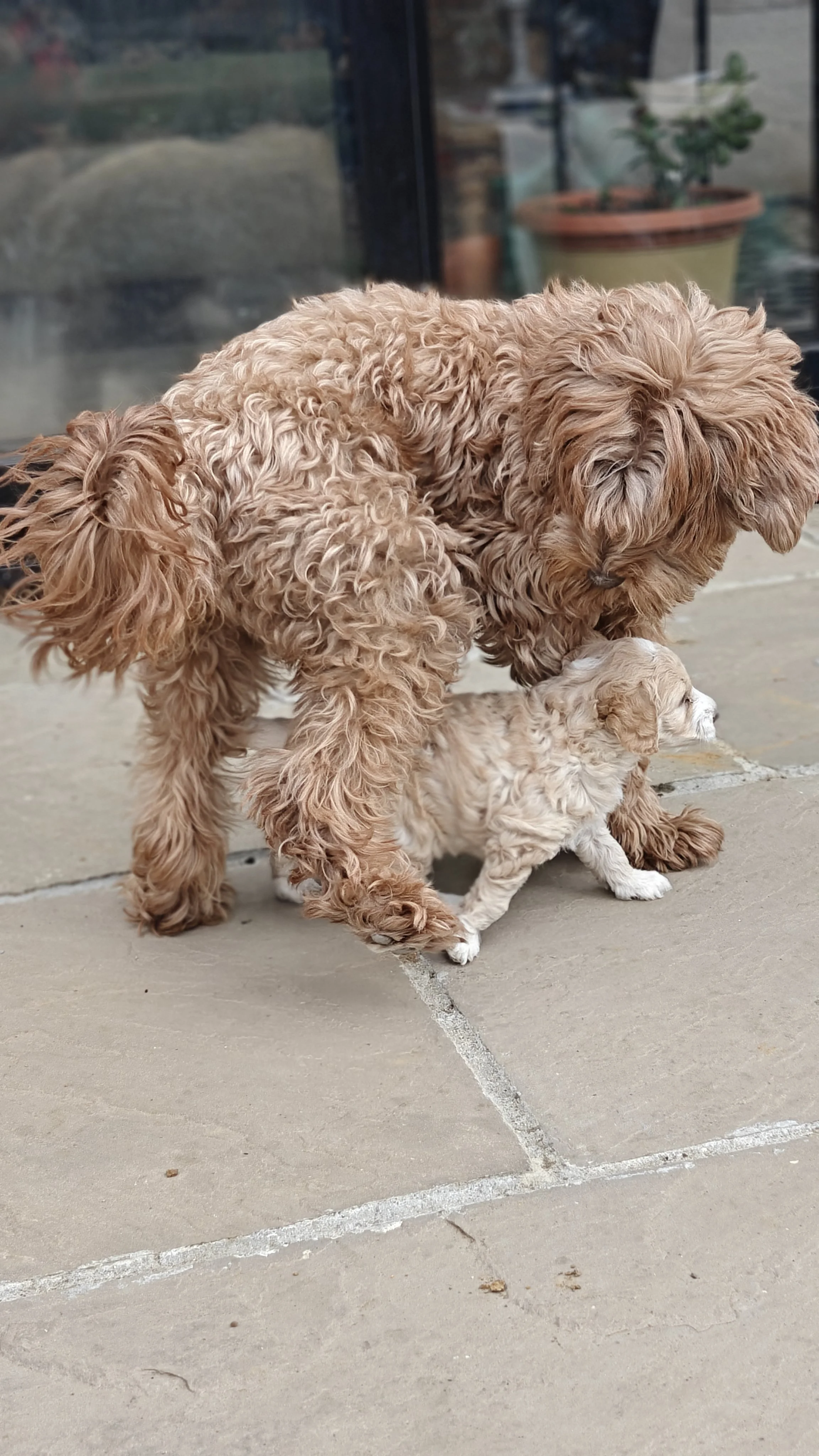 A large curly-haired dog with light brown fur gently holding a small light brown and white puppy with light fur in its mouth, both on a gray tiled outdoor surface.