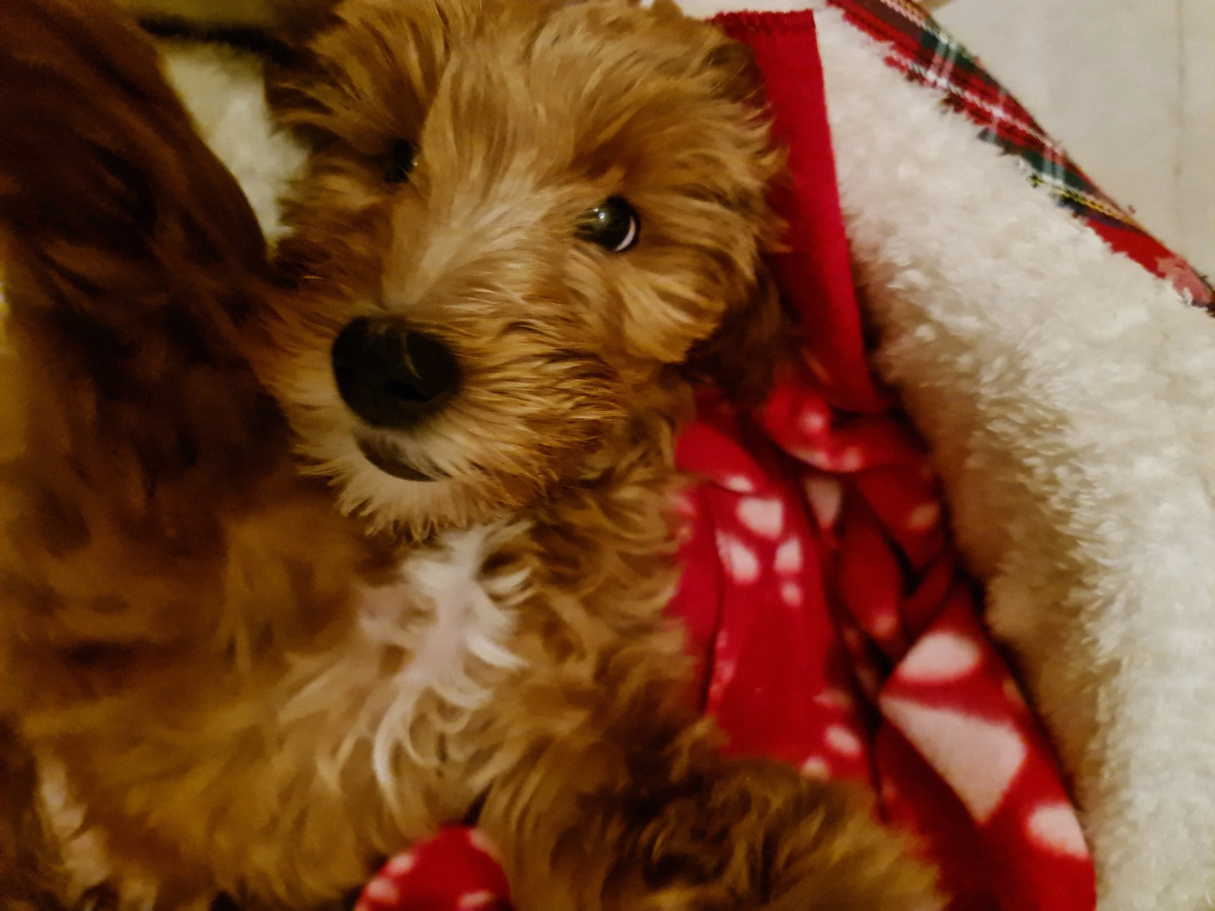 Couscous lying on a red and white blanket, looking at the camera.