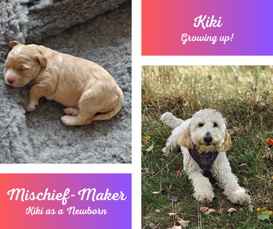 A collage of two photos showing a small cream-colored puppy. The first photo shows the puppy sleeping on a gray fuzzy blanket, and the second shows the puppy standing outdoors on grass with trees in the background, wearing a harness. The collage has colorful gradient sections with text that reads, 'Kiki Growing up!' and 'Mischief-Maker Kiki as a Newborn'.