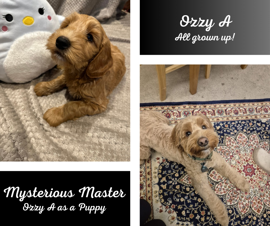 Collage of two photos of a light brown puppy, with text overlay. The first photo shows the puppy lying on a textured blanket next to a plush toy with a Hello Kitty face. The second photo shows the puppy lying on a patterned rug beside a wooden table. The text overlay reads: "Ozzy A All grown up!" and "Mysterious Master Ozzy A as a Puppy."