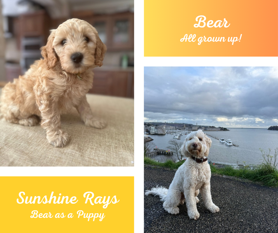 Side-by-side images of two dogs, with text overlays. The left image shows a small, fluffy, tan-colored puppy on a neutral surface with an indoor background. The right image features a fluffy, curly white dog sitting outdoors near a body of water with boats and cloudy sky in the background. Text overlay on the right says 'Bear All grown up!' and on the bottom left says 'Sunshine Rays Bear as a Puppy'.
