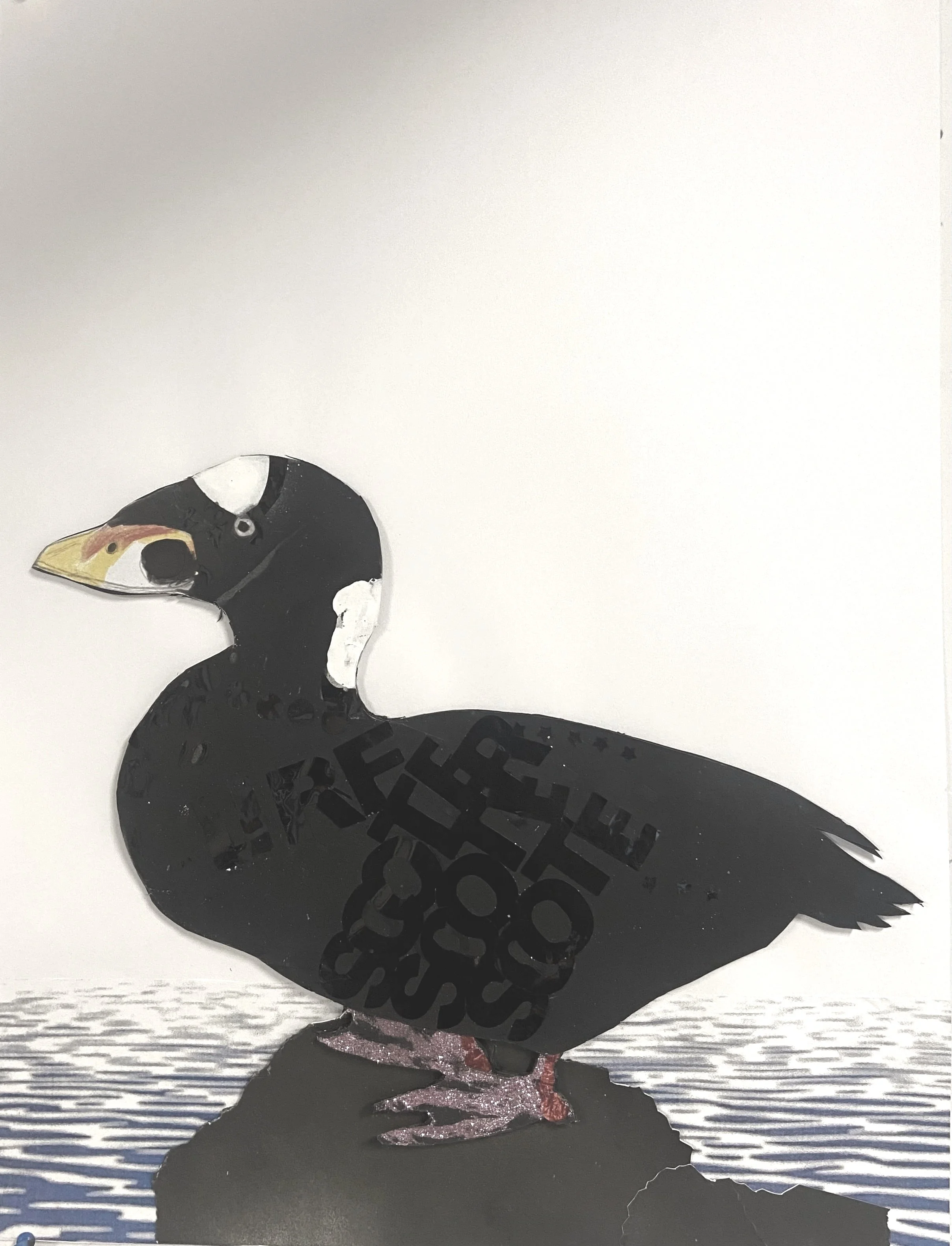Surf Scoter