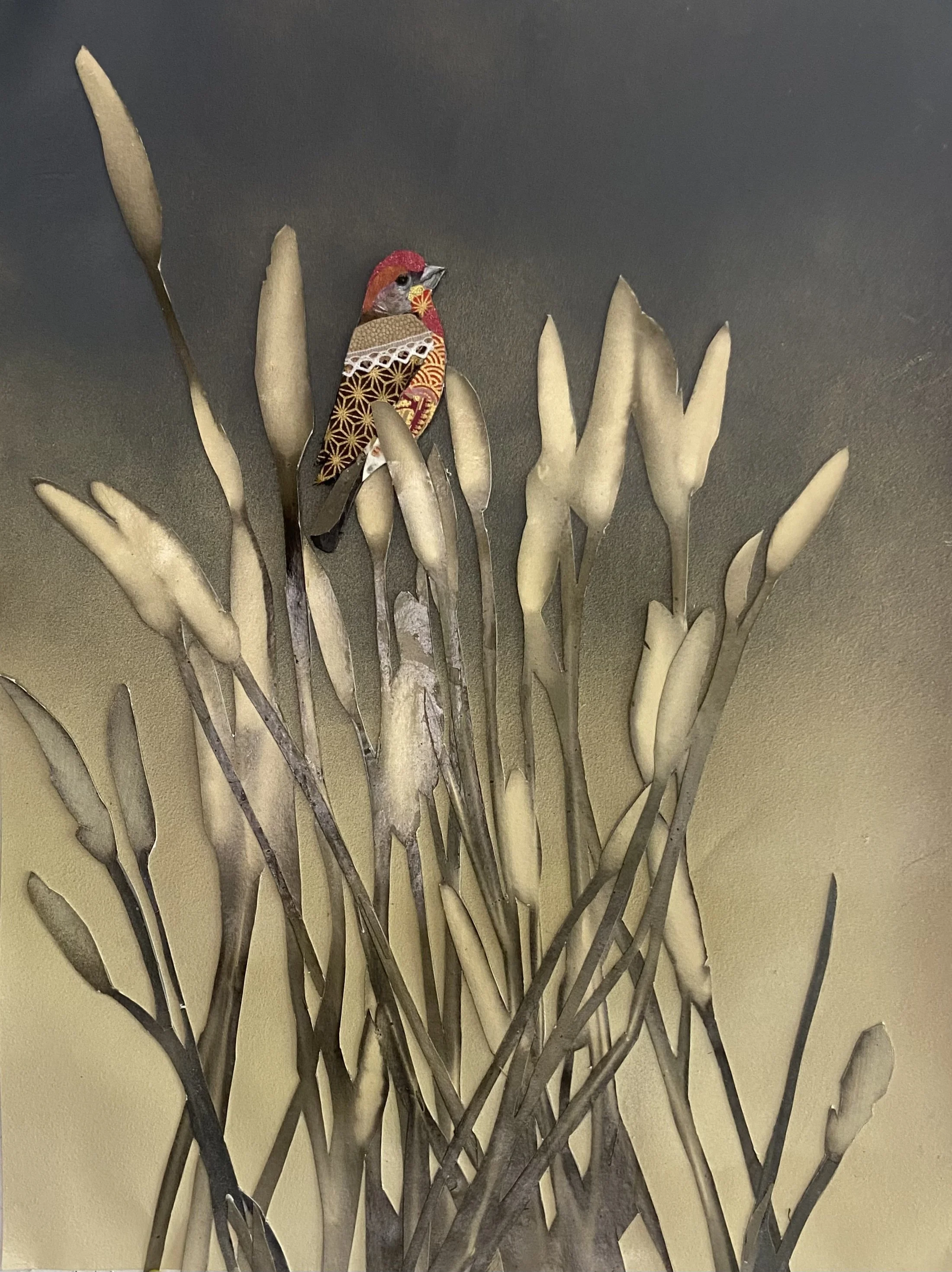 House finch