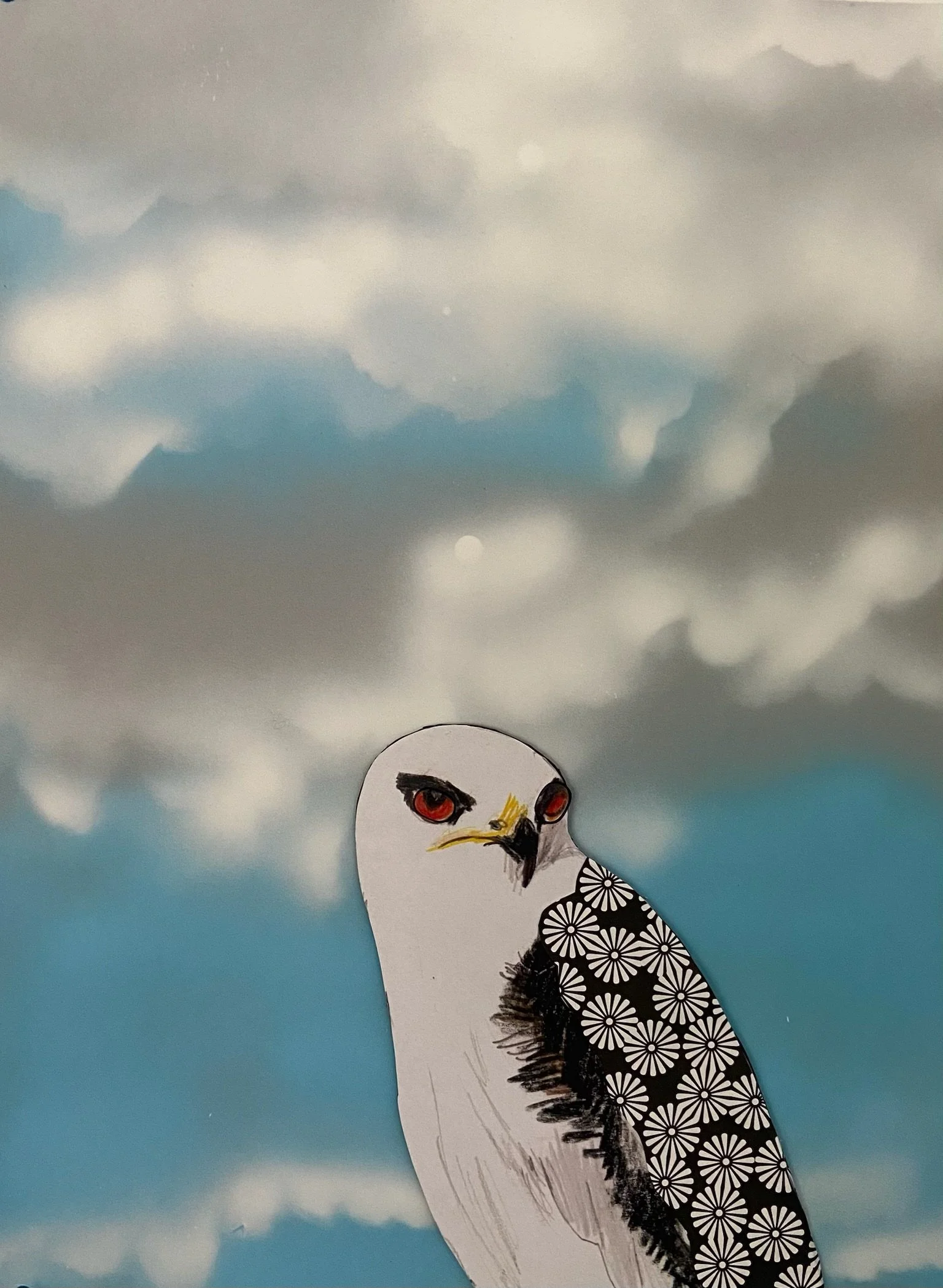 White-tailed Kite