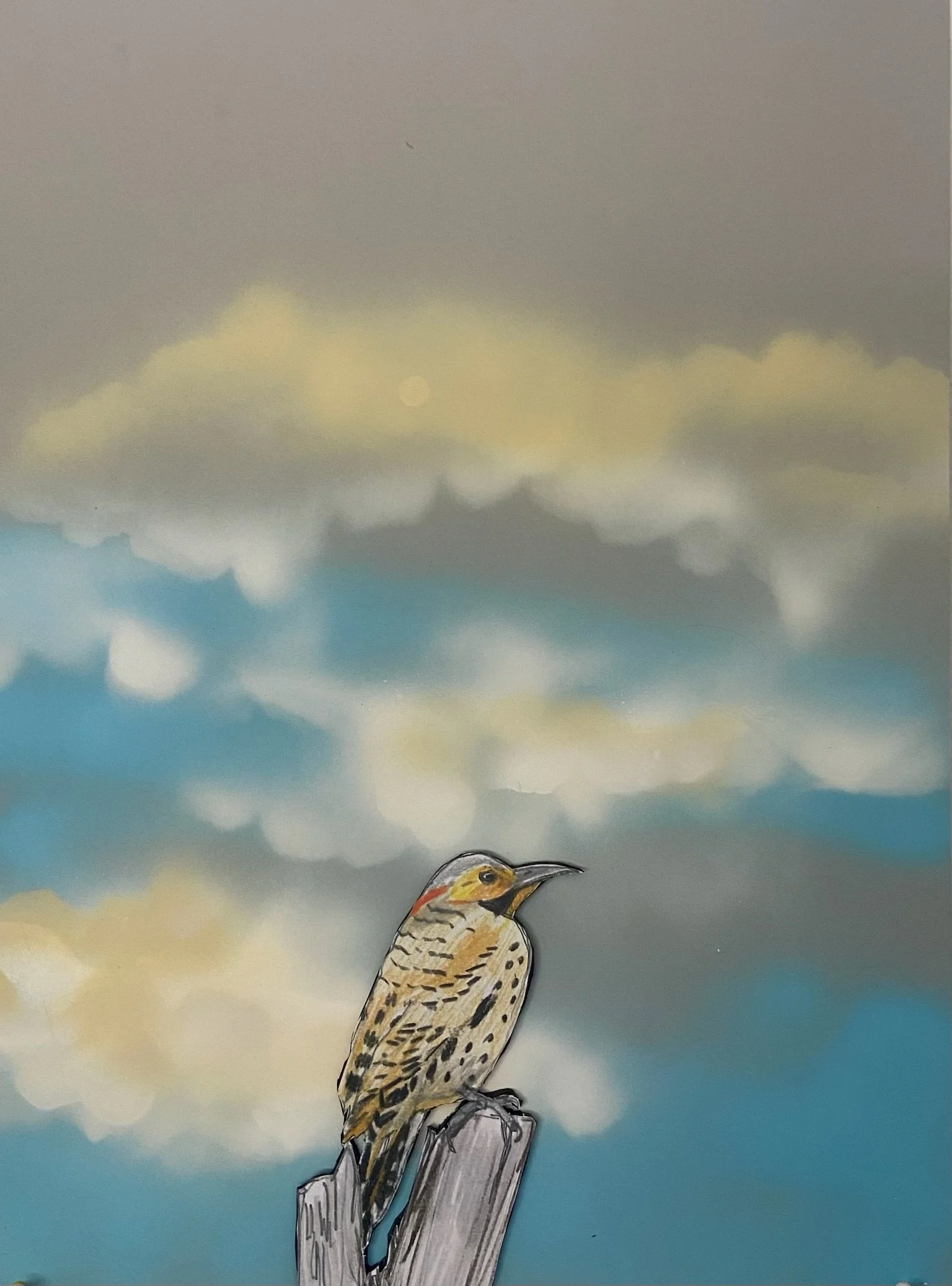 Northern Flicker