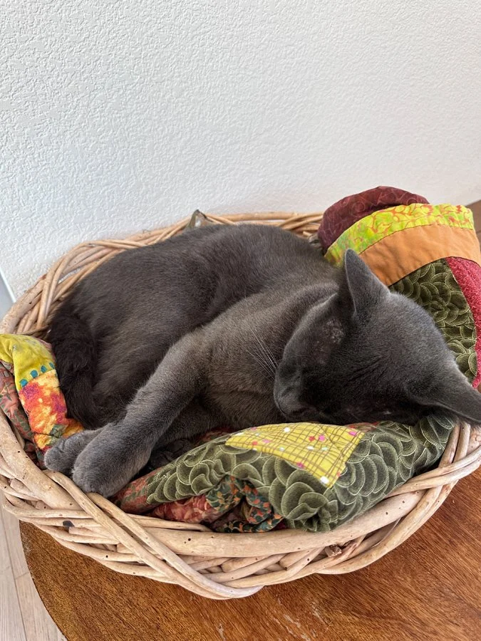 Kitten naps on quilt in a basket