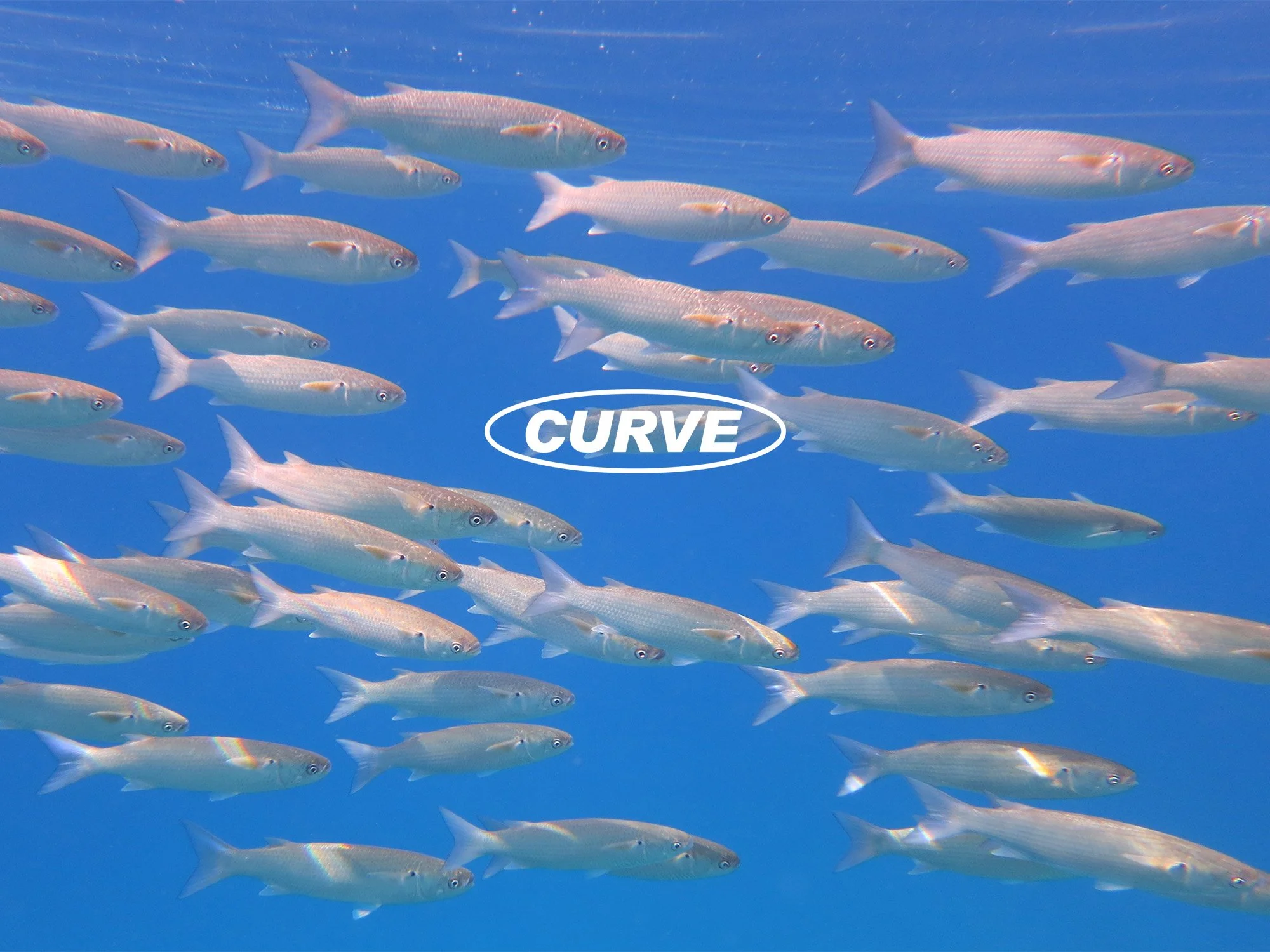 School of fish illustrating digital business discoverability and alignment for Curve Intel.