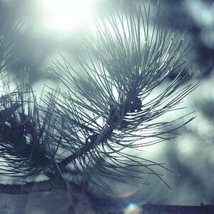 Blue Spruce
