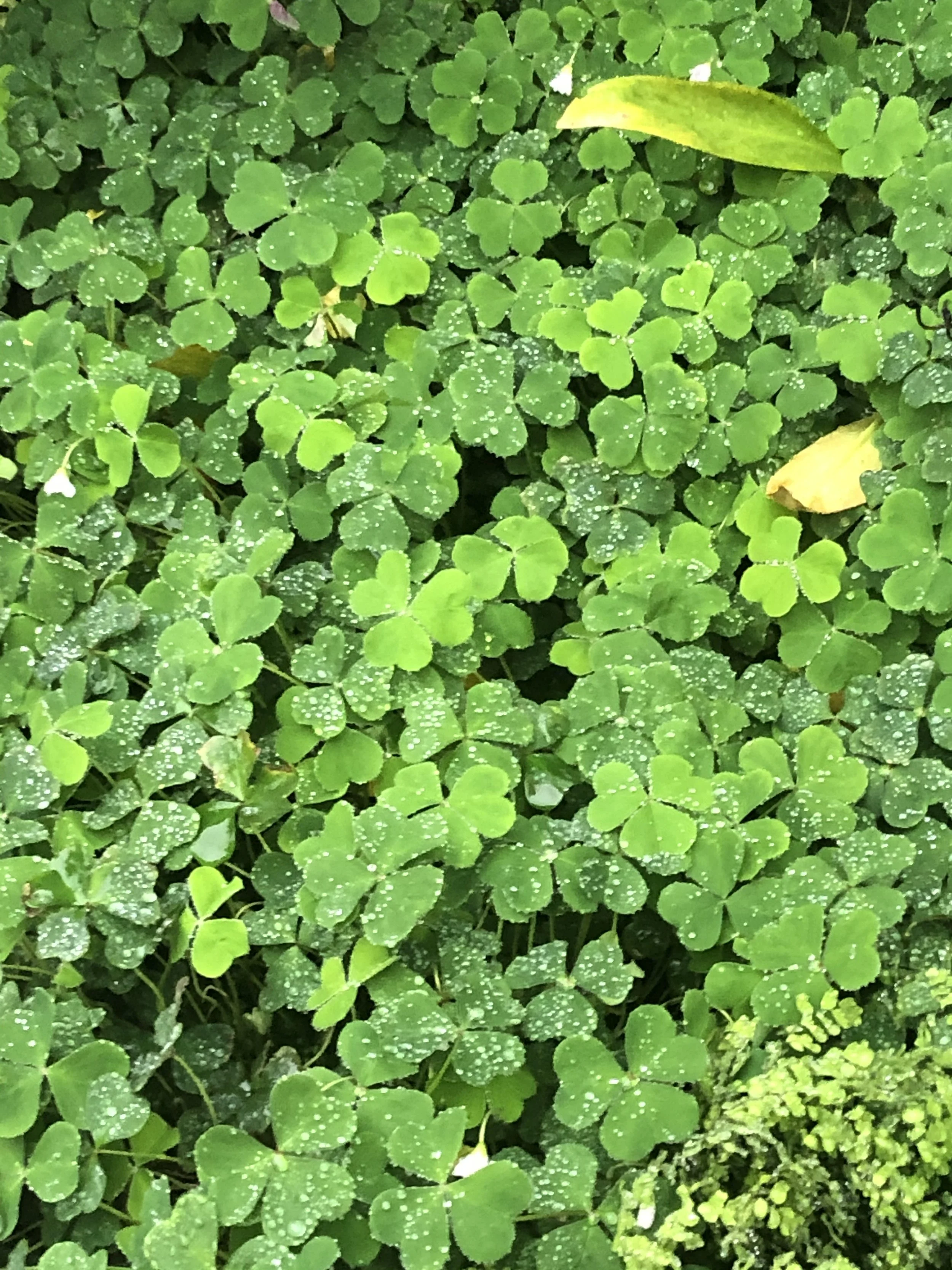 Clover
