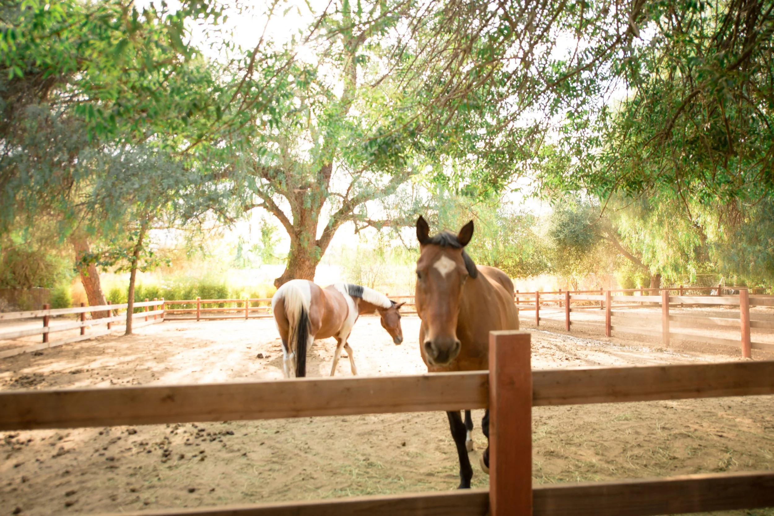 Three horses standing on a dirt field behind a wooden fence, surrounded by trees with sunlight filtering through the branches.