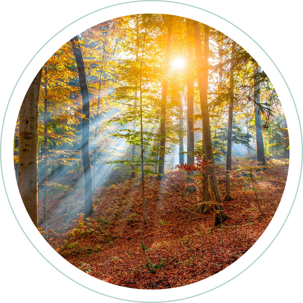 Sunlight streaming through a forest with autumn-colored leaves and fallen leaves on the ground.