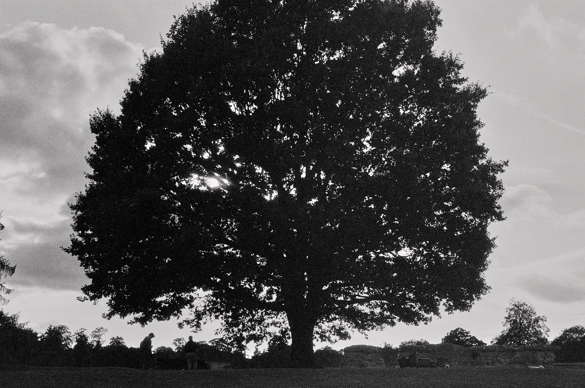 06 St Albans Park Tree.jpg