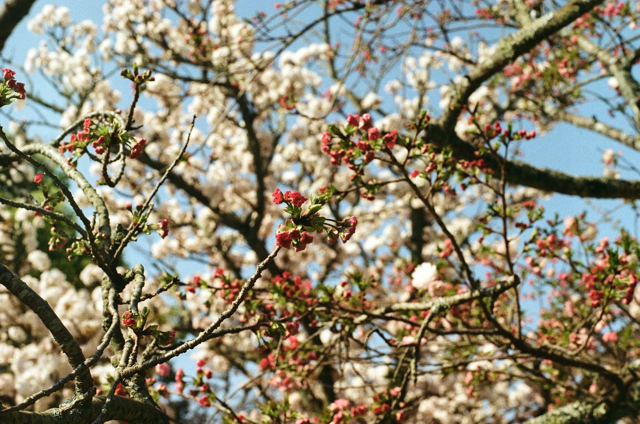28 Japan Cherry Blossoms Kyoto.jpg