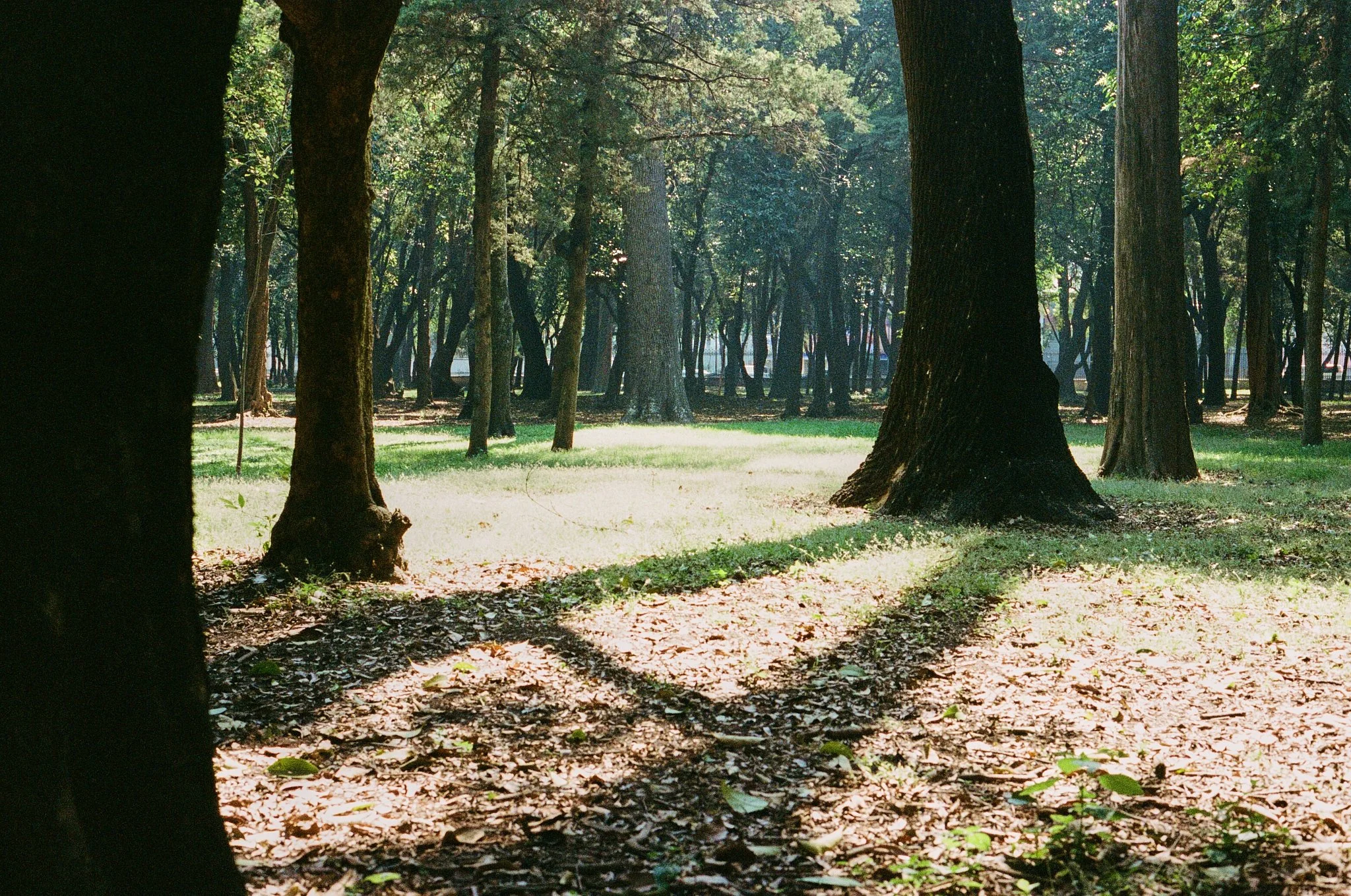 15 Mexico Woods.jpg