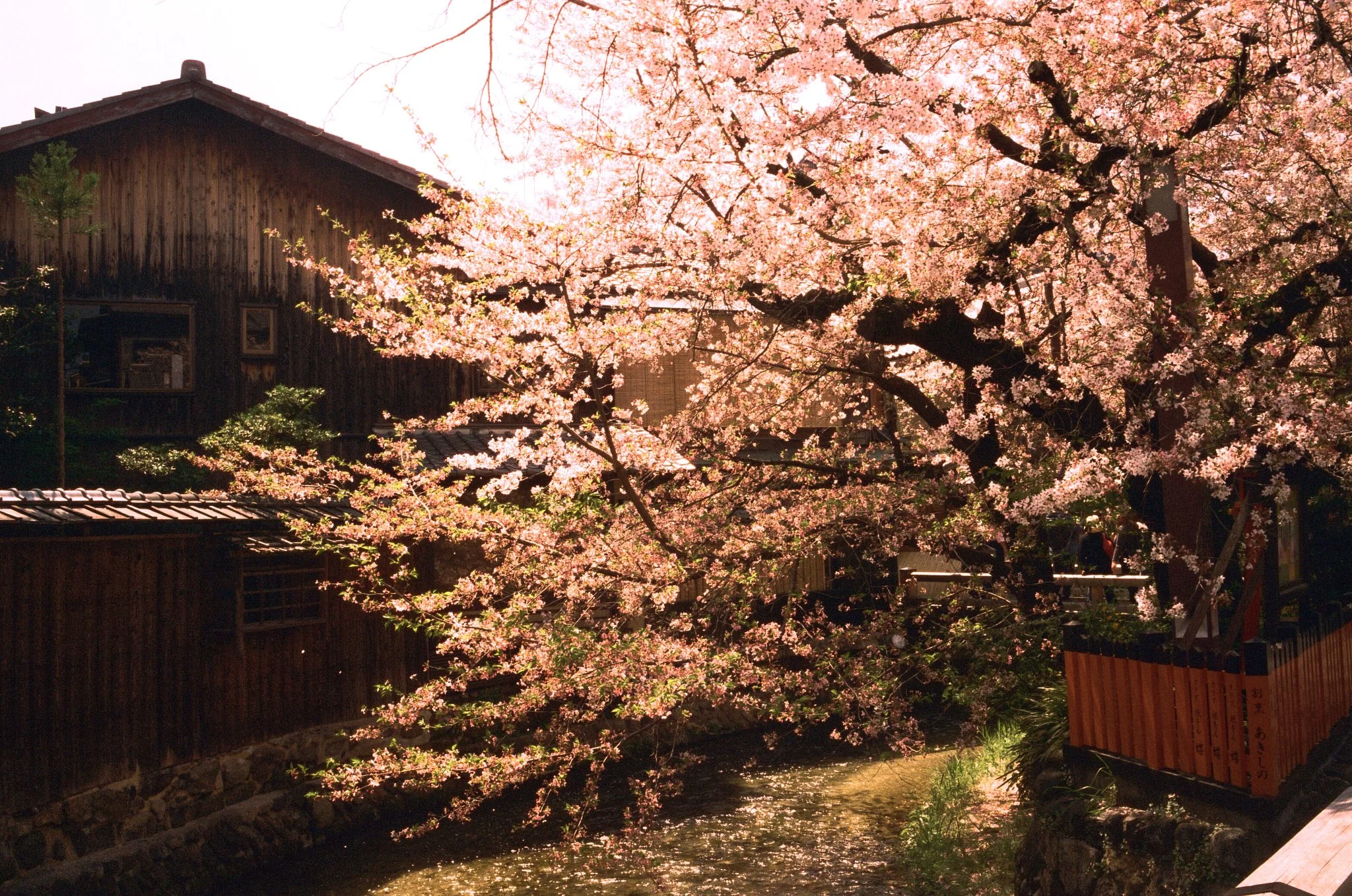 02 Cherry Blossom In Kyoto.jpg