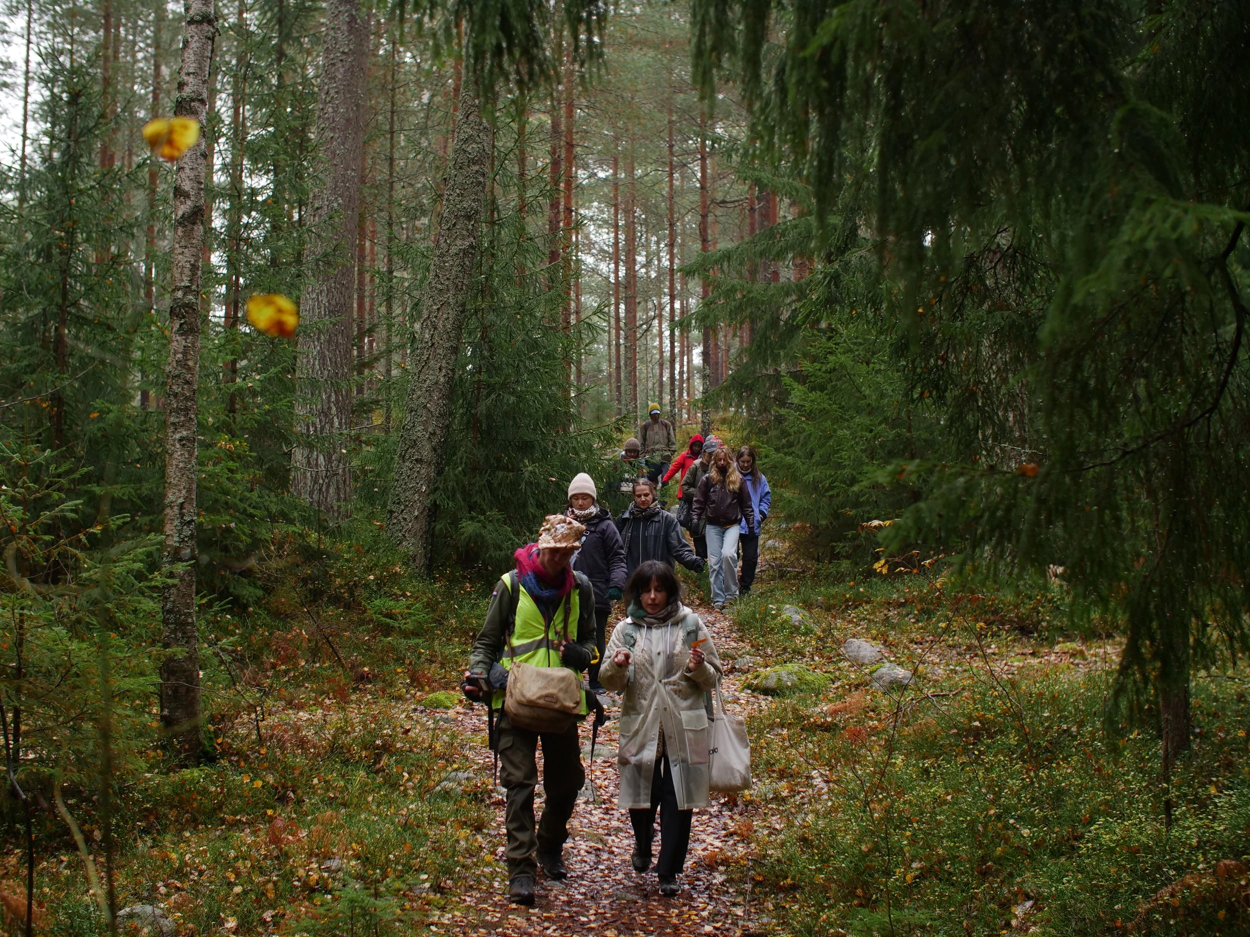 A large group walking a path in a forest