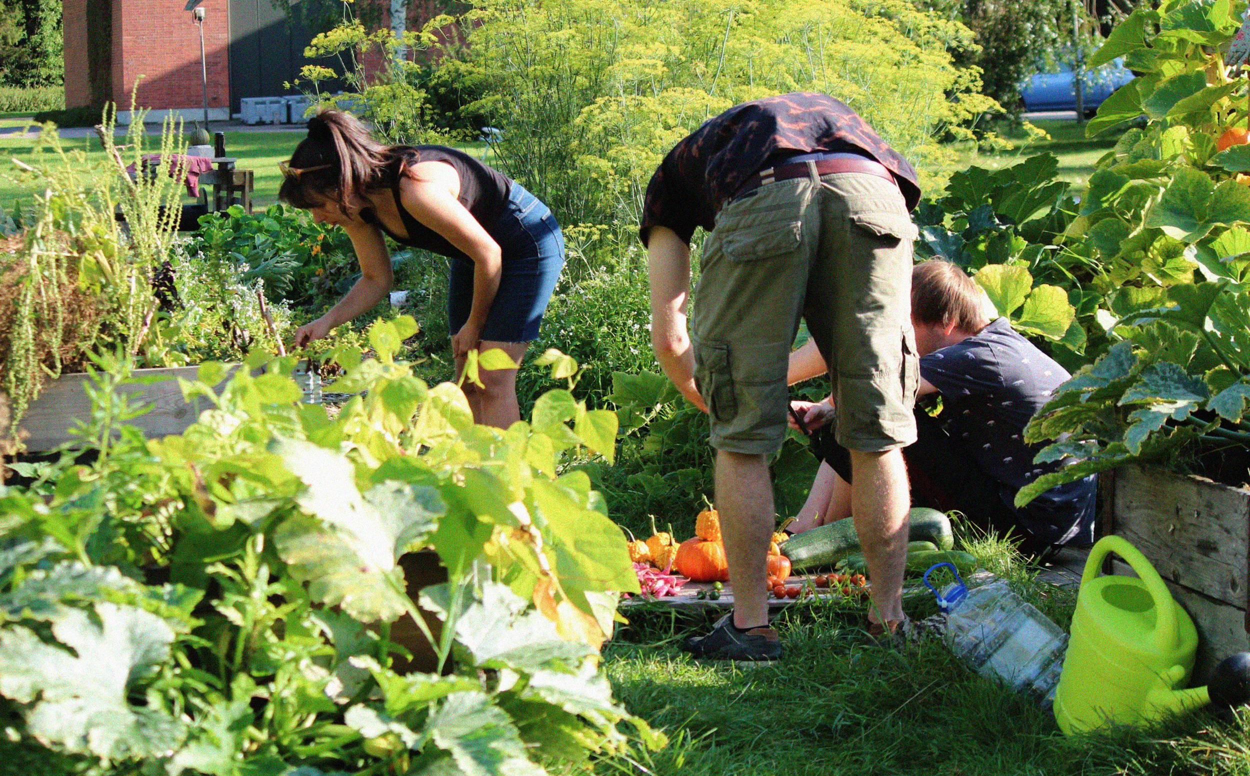 a group of people gardening in a sunny garden