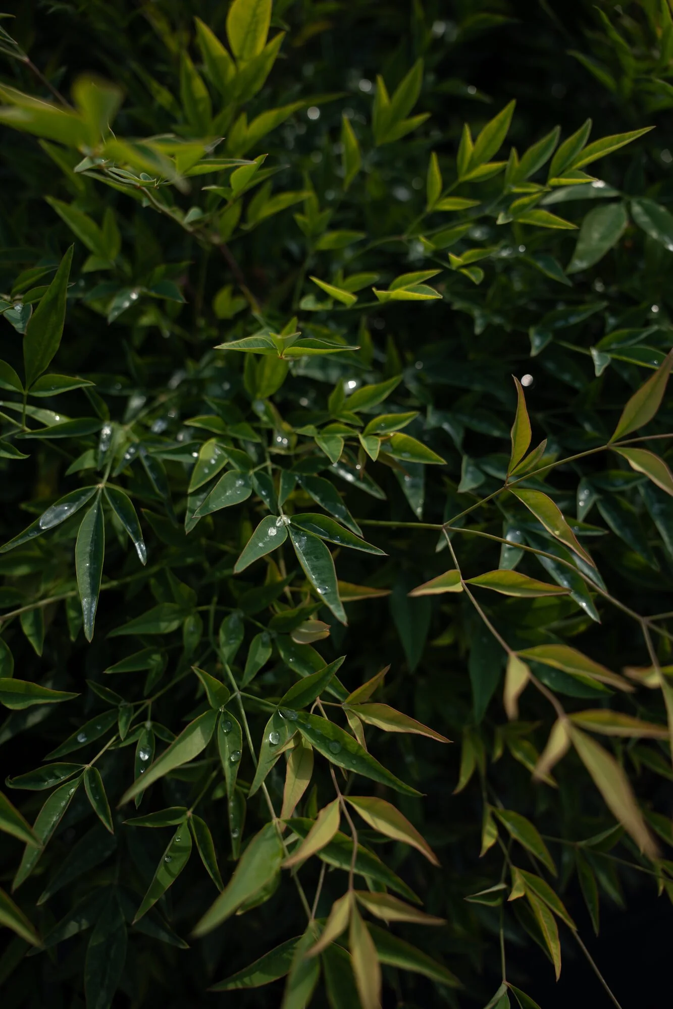 Nandina domestica 'Gulf Stream', 'Magical Lemon & Lime' en 'Obsessed' bij Plant-Discovery in Bree en Kortessem