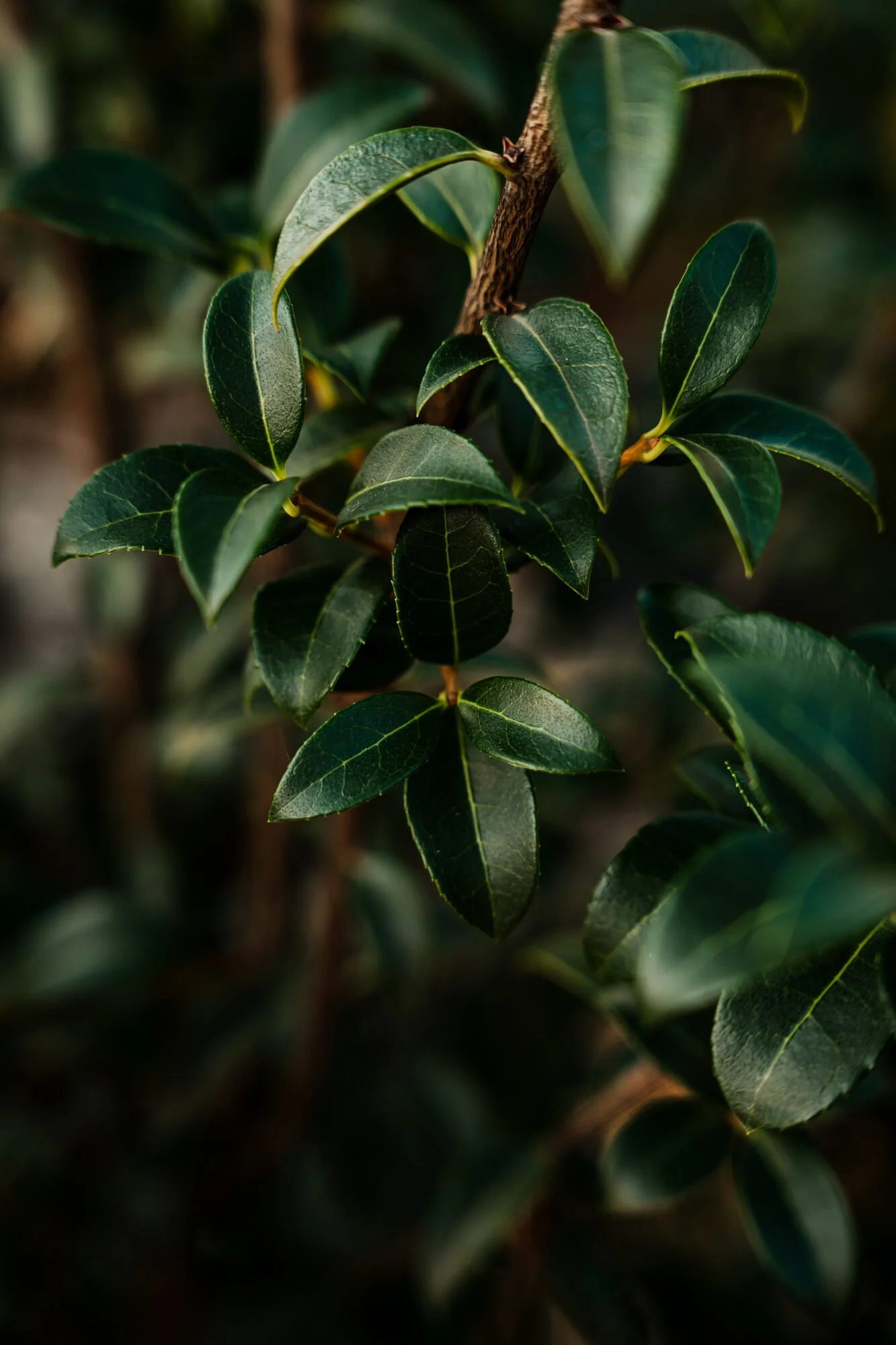 Groenblijvende Osmanthus burkwoodii als haagplant, bol en meerstammige vorm, in verschillende potmaten bij Plant-Discovery in Bree en Kortessem