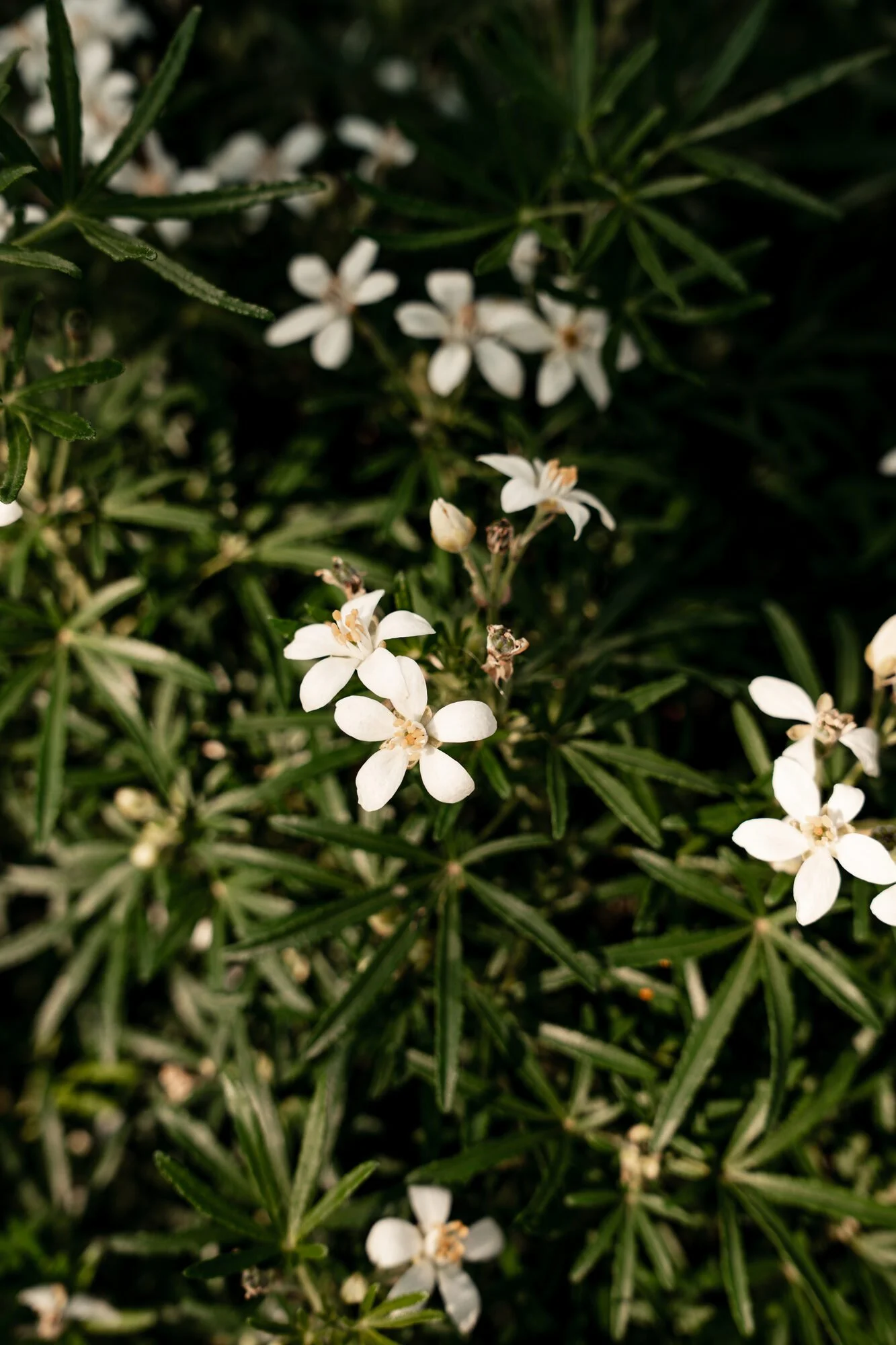 Groenblijvende Choisya 'White Dazzler' en 'Aztec Pearl' bij Plant-Discovery in Bree en Kortessem