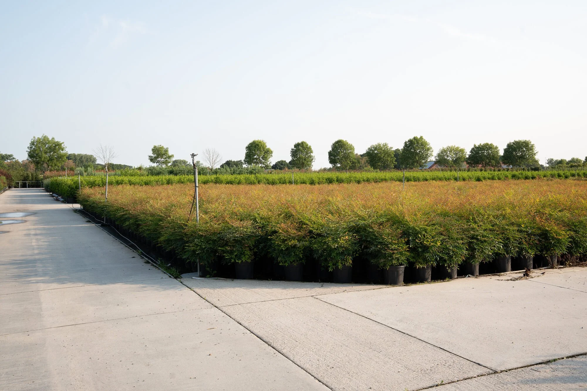 Plant-Discovery, groothandel en kwekerij in Bree en Kortessem, gespecialiseerd in groenblijvers, struiken, meerstammigen, haagplanten en snoeivormen in grotere potmaten