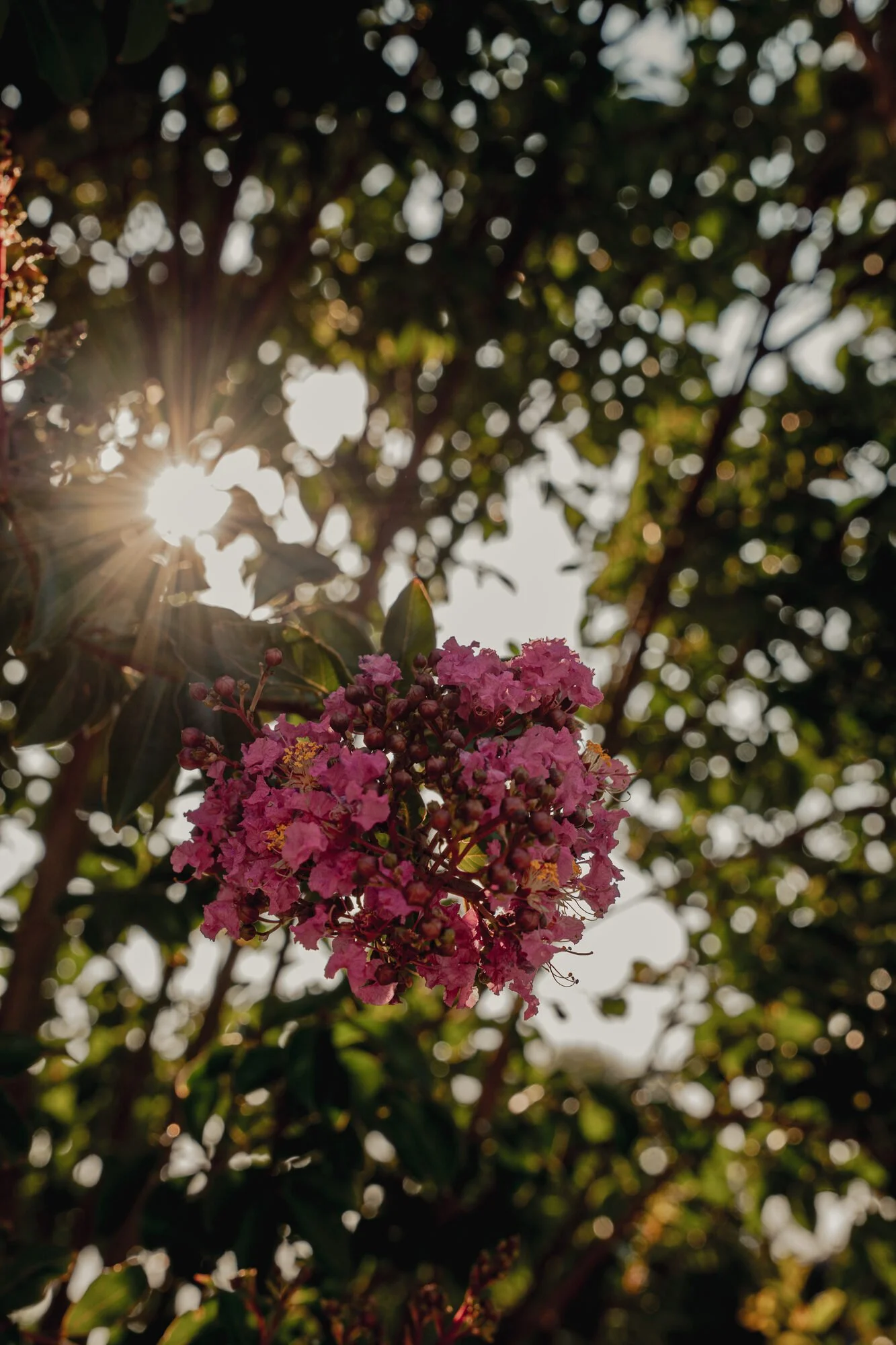 Meerstammige Lagerstroemia met roze bloemen op de kwekerij van Plant-Discovery in Bree