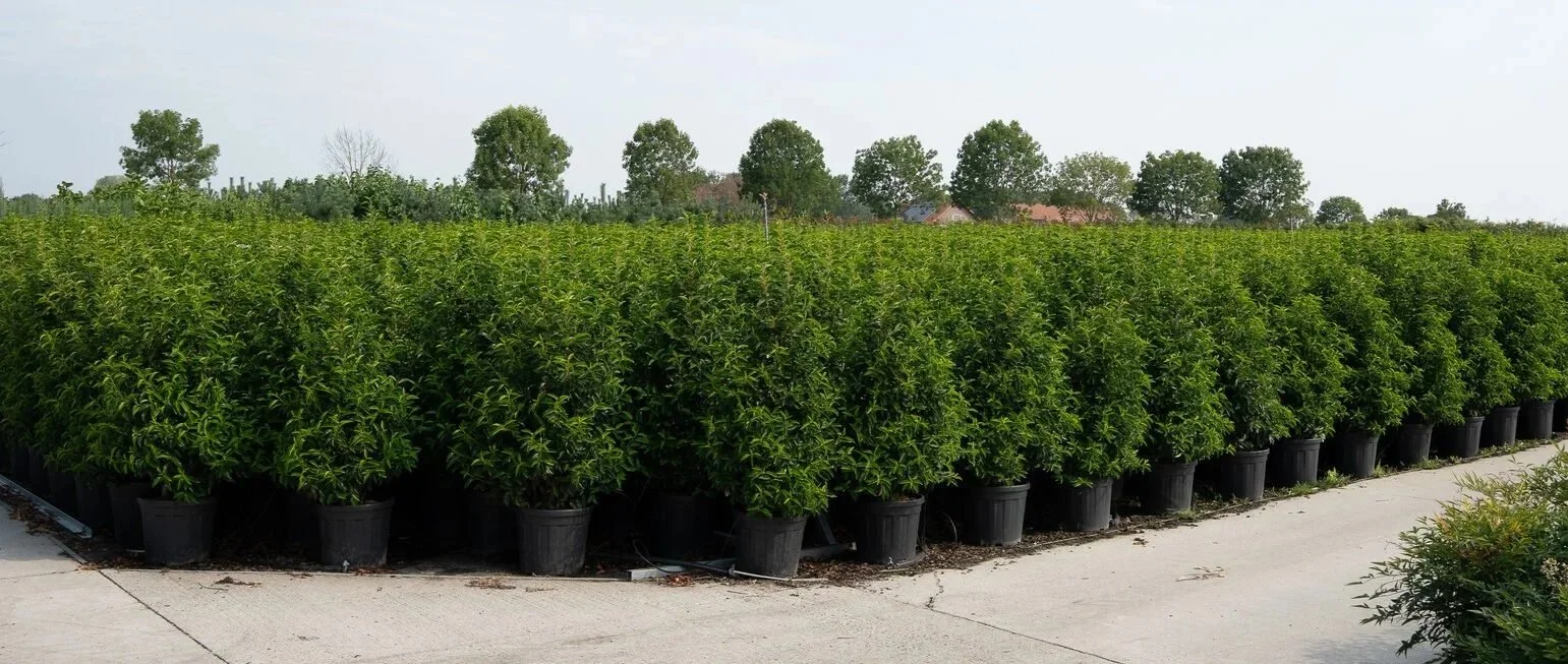 Prunus lusitanica 'Angustifolia' als haagplant in verschillende maten en potten bij Plant-Discovery in Bree of Kortessem