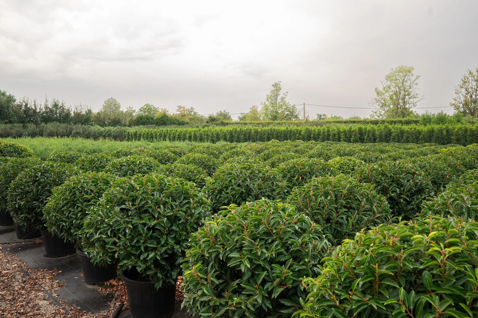 Prunus lusitanica 'Angustifolia' (Portugese laurier) in bolvorm, in pot en in verschillende maten bij Plant-Discovery in Bree en Kortessem