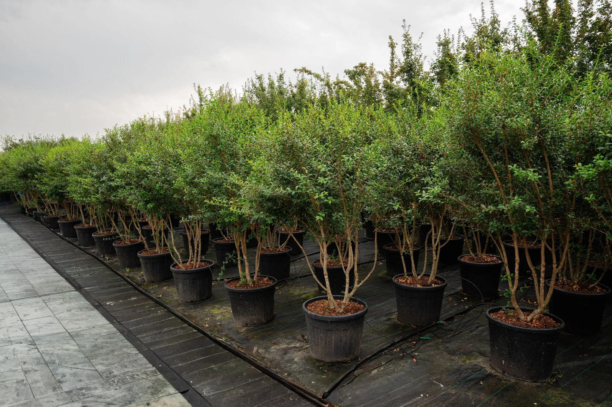 Meerstammige Osmanthus in potten op de kwekerij van Plant-Discovery in Bree of Kortessem
