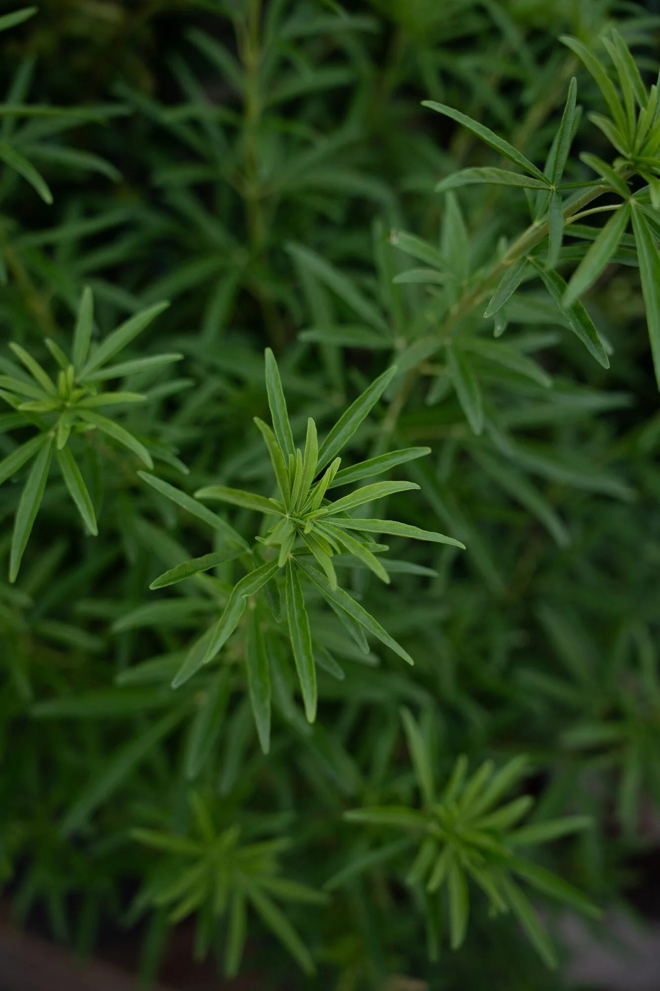 Choisya, een groenblijvende heester met kleine witte bloemetjes, in verschillende potmaten bij Plant-Discovery