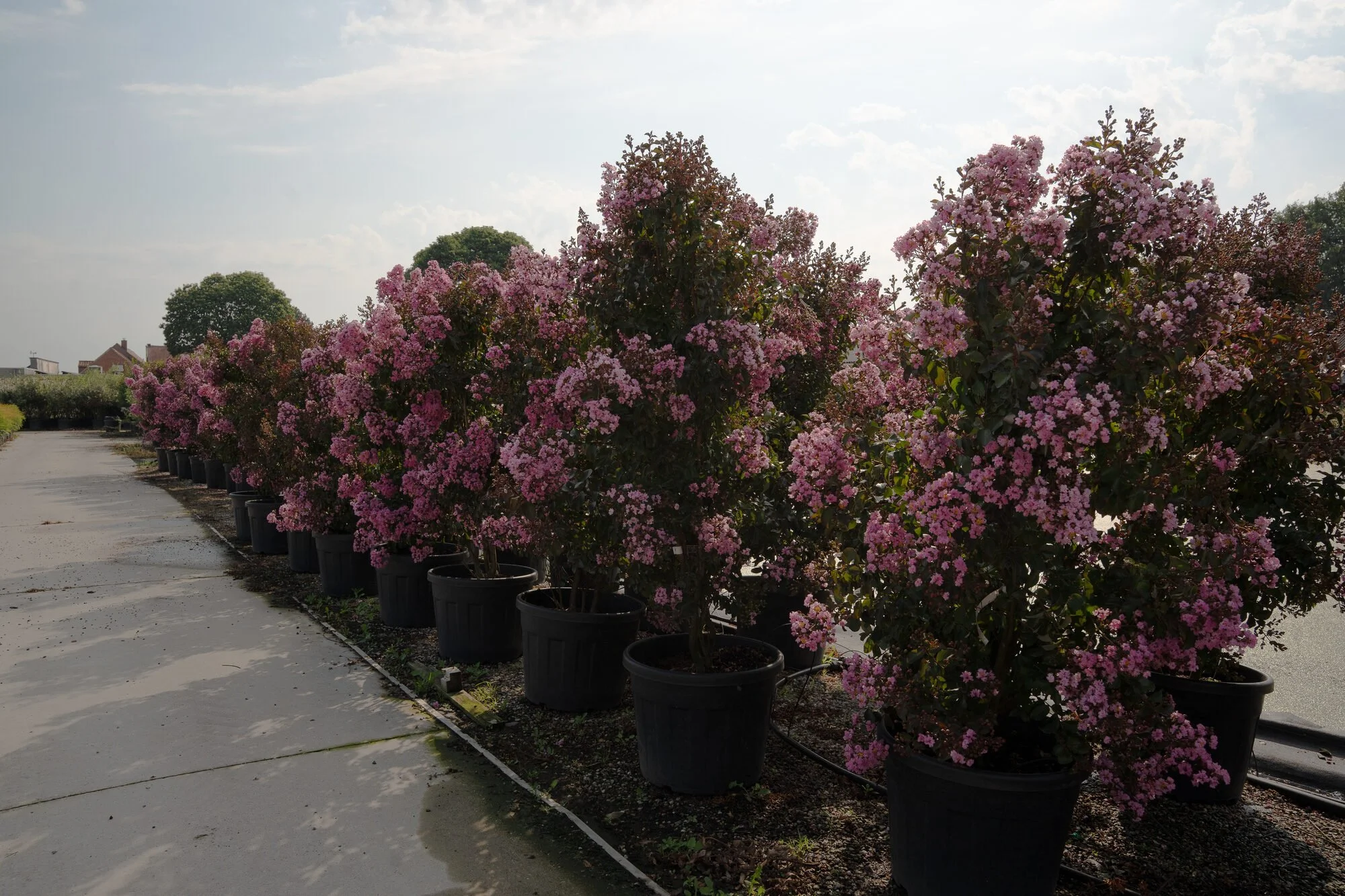 Meerstammige Lagerstroemia in volle bloei op de kwekerij van Plant-Discovery in Bree en Kortessem