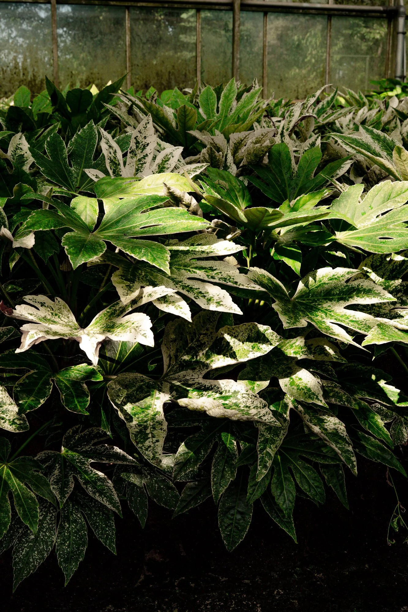 Fatsia in verschillende variëteiten en maten bij Plant-Discovery in Bree en Kortessem