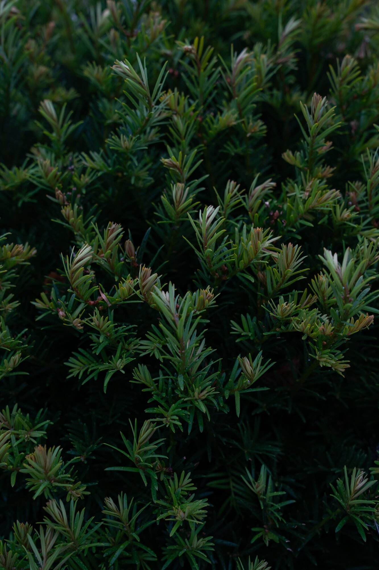 Taxus baccata als haagplant en in bolvorm, in verschillende maten bij Plant-Discovery in Bree en Kortessem