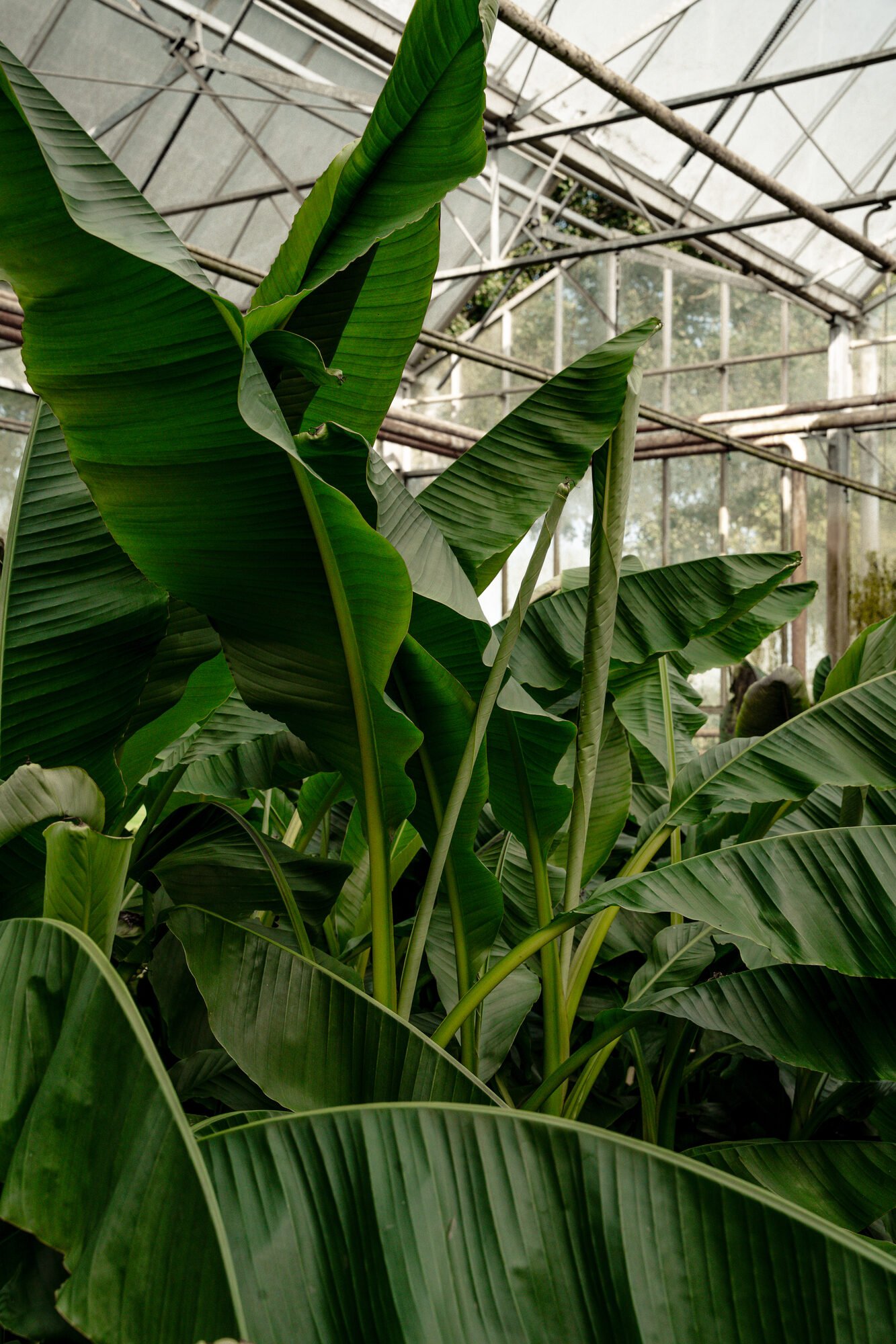 Musa basjoo, een winterharde bananenplant, in verschillende maten bij Plant-Discovery in Bree