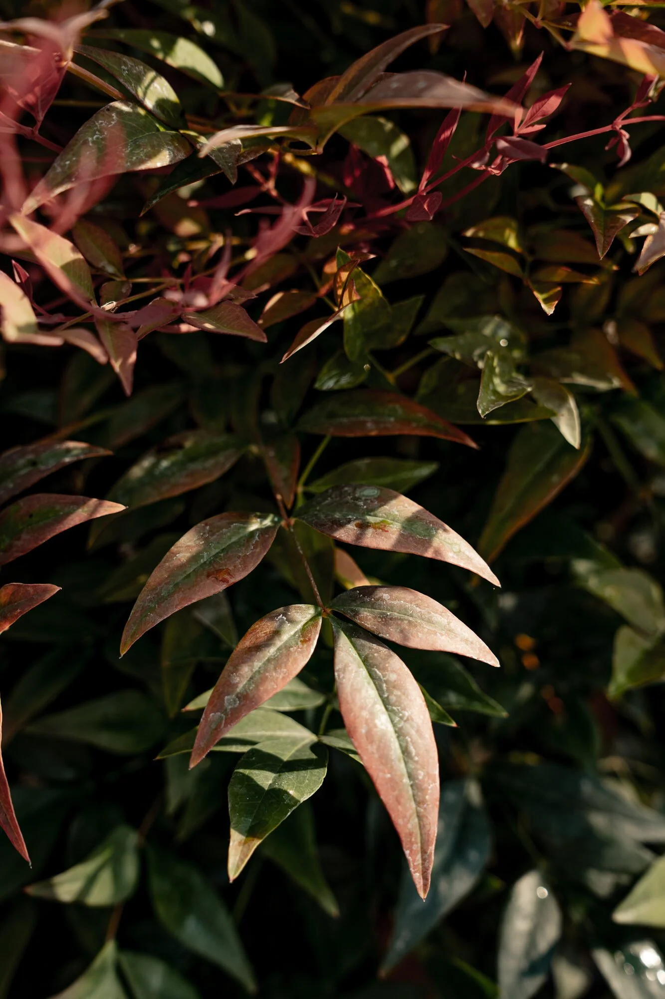 Photinia fraseri Red Robin een groen-rood blad, groenblijvend in verschillende potmaten Plant-Discovery