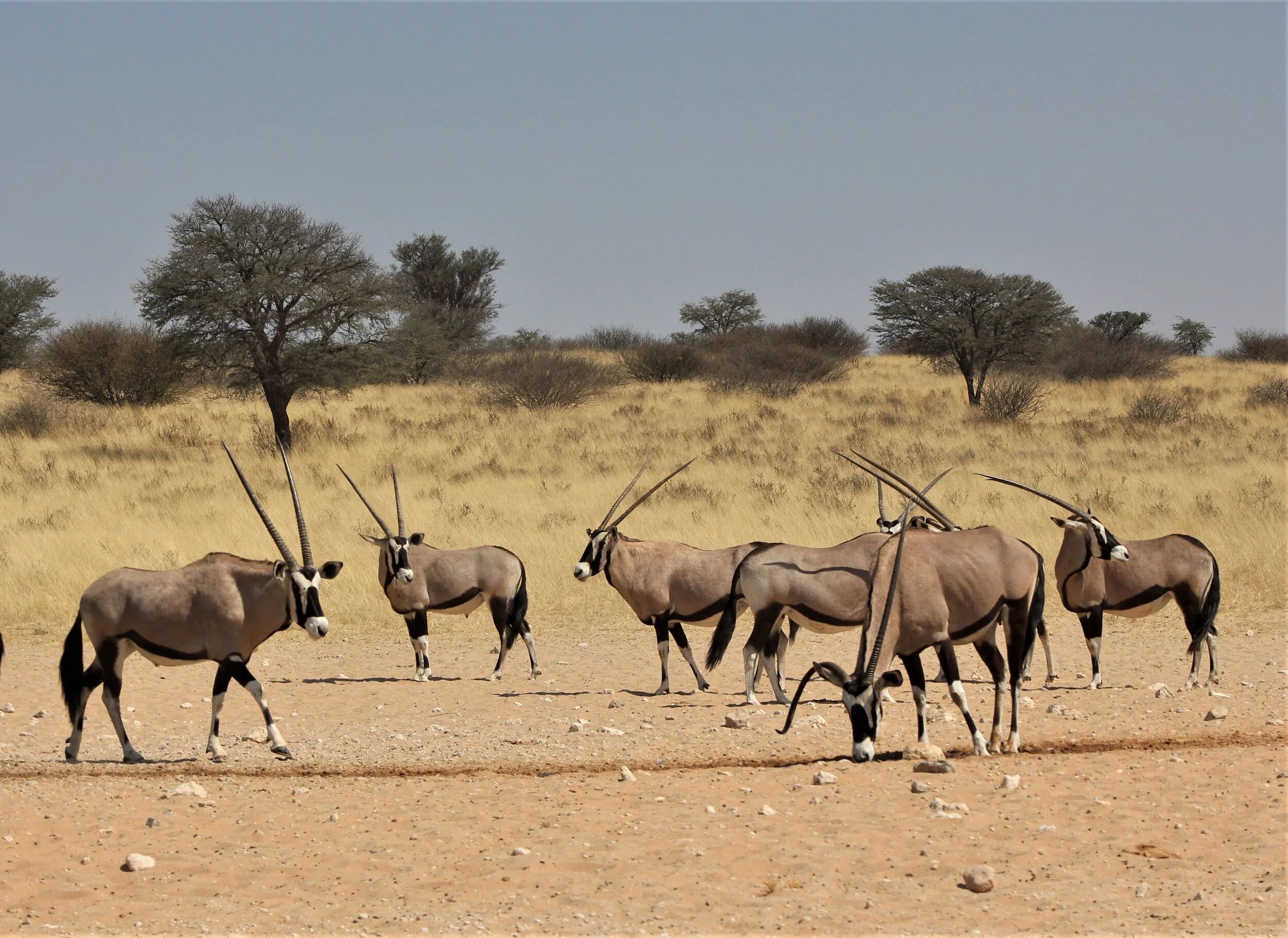 A herd of oryx antelopes walking across a dry, dusty plain in a savannah landscape with scattered trees and a cloudy sky.