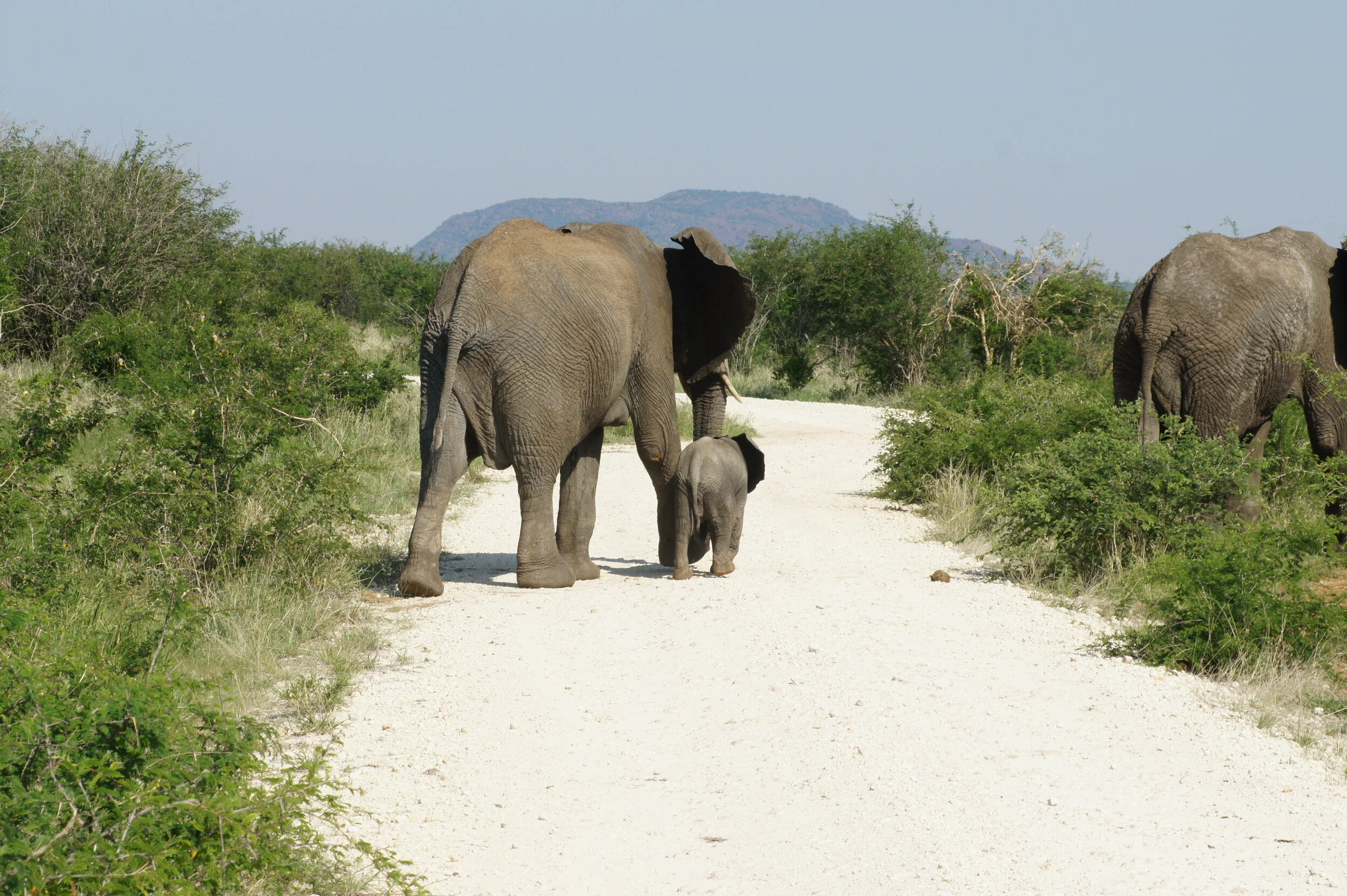 A herd of elephants walking on a dirt path through a green landscape with bushes and trees, mountains in the background, under a clear blue sky.