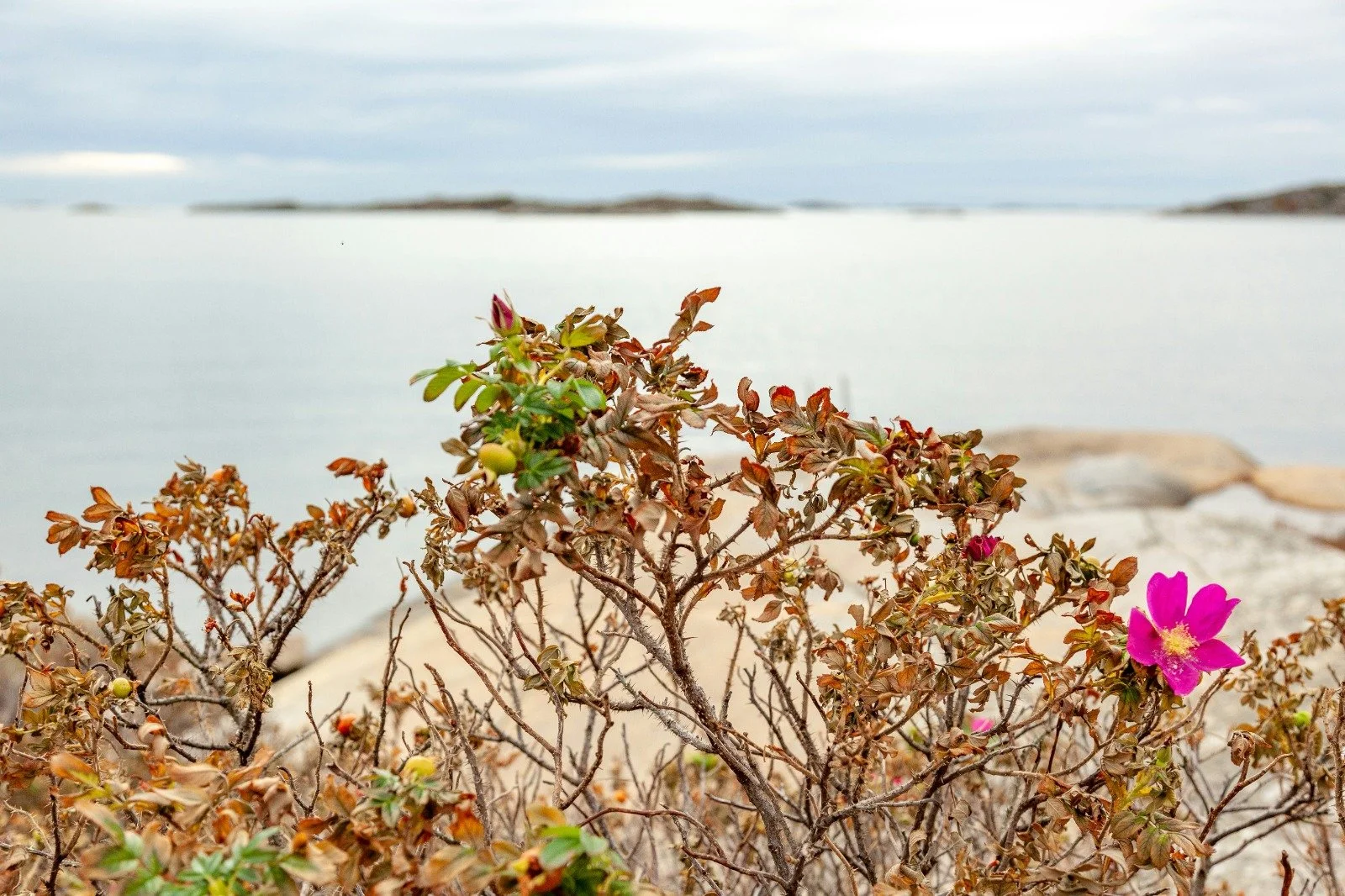 Pink flowers and brown leaves on a bush near a body of water with rocks and an overcast sky.