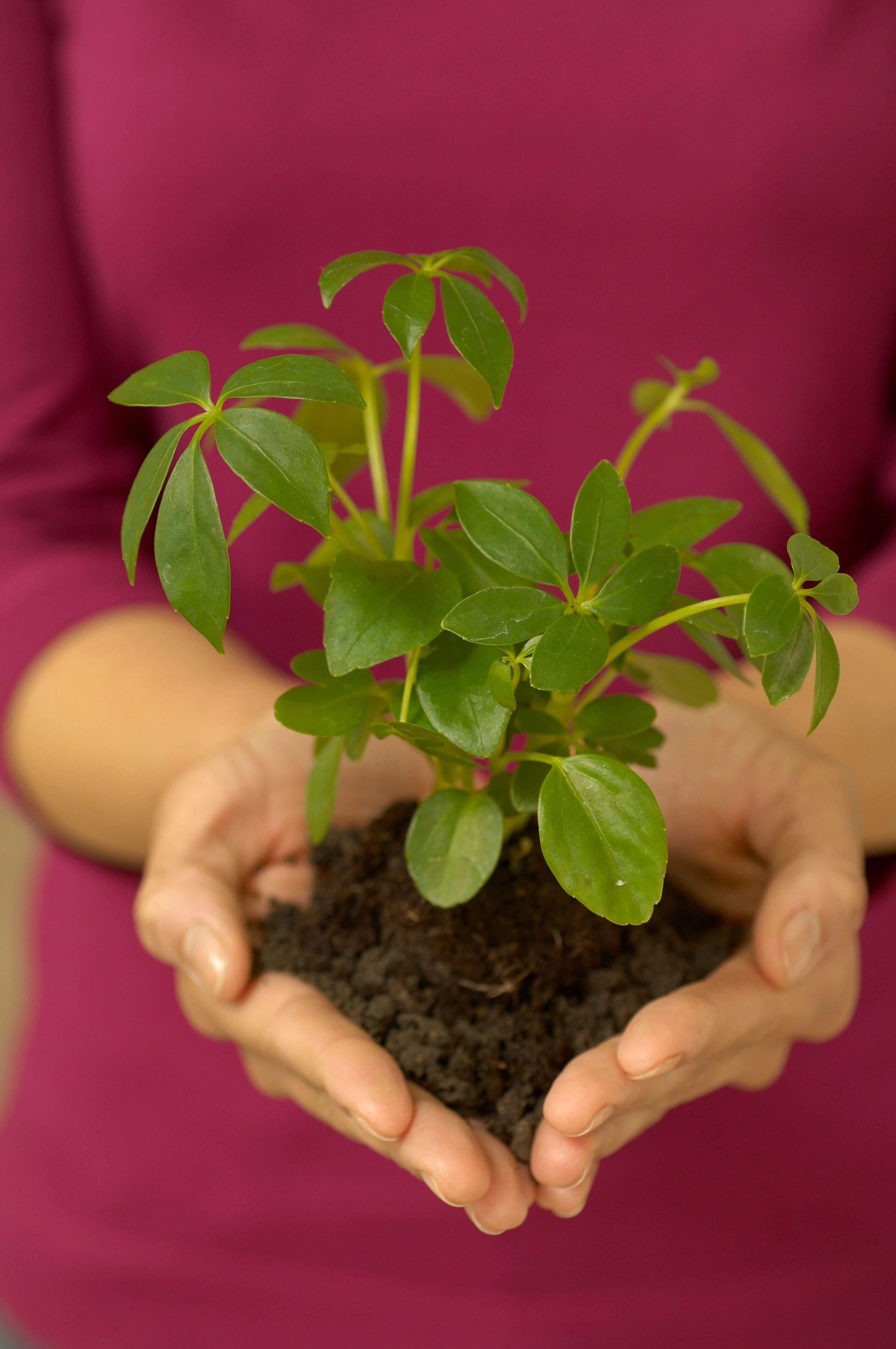 Person holding a small green plant with dark soil in their hands, wearing a pink shirt.