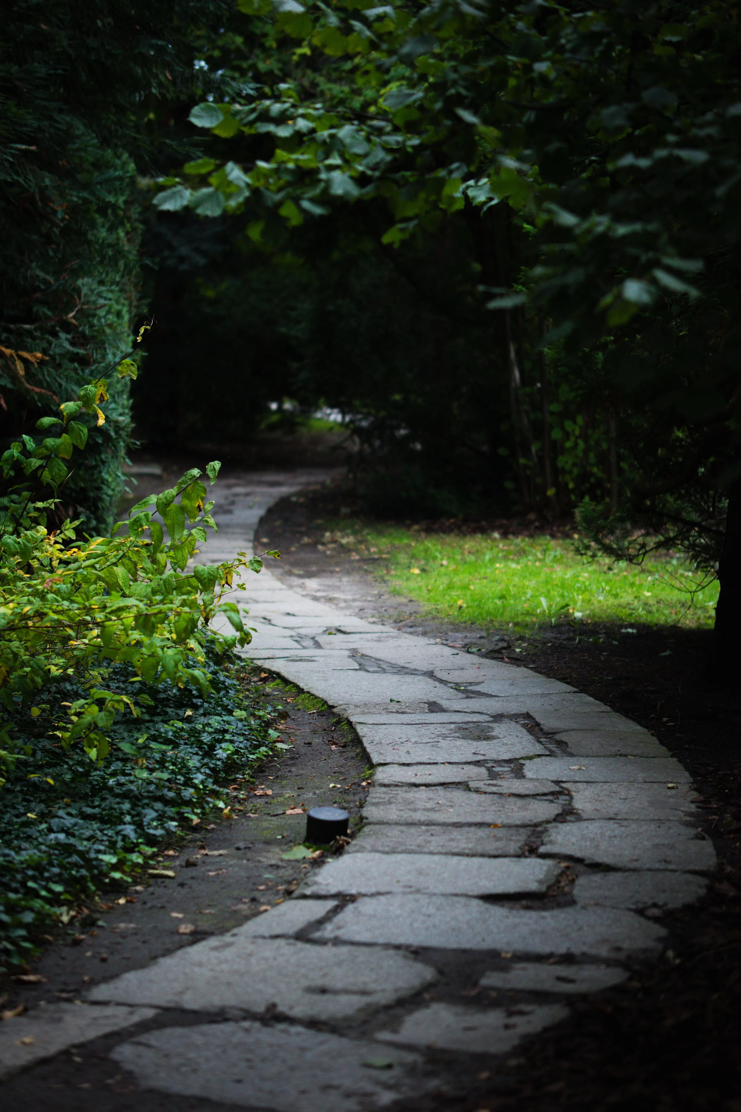 A winding stone pathway through a lush green forest, with dense foliage on either side and sunlight peeking through the trees.