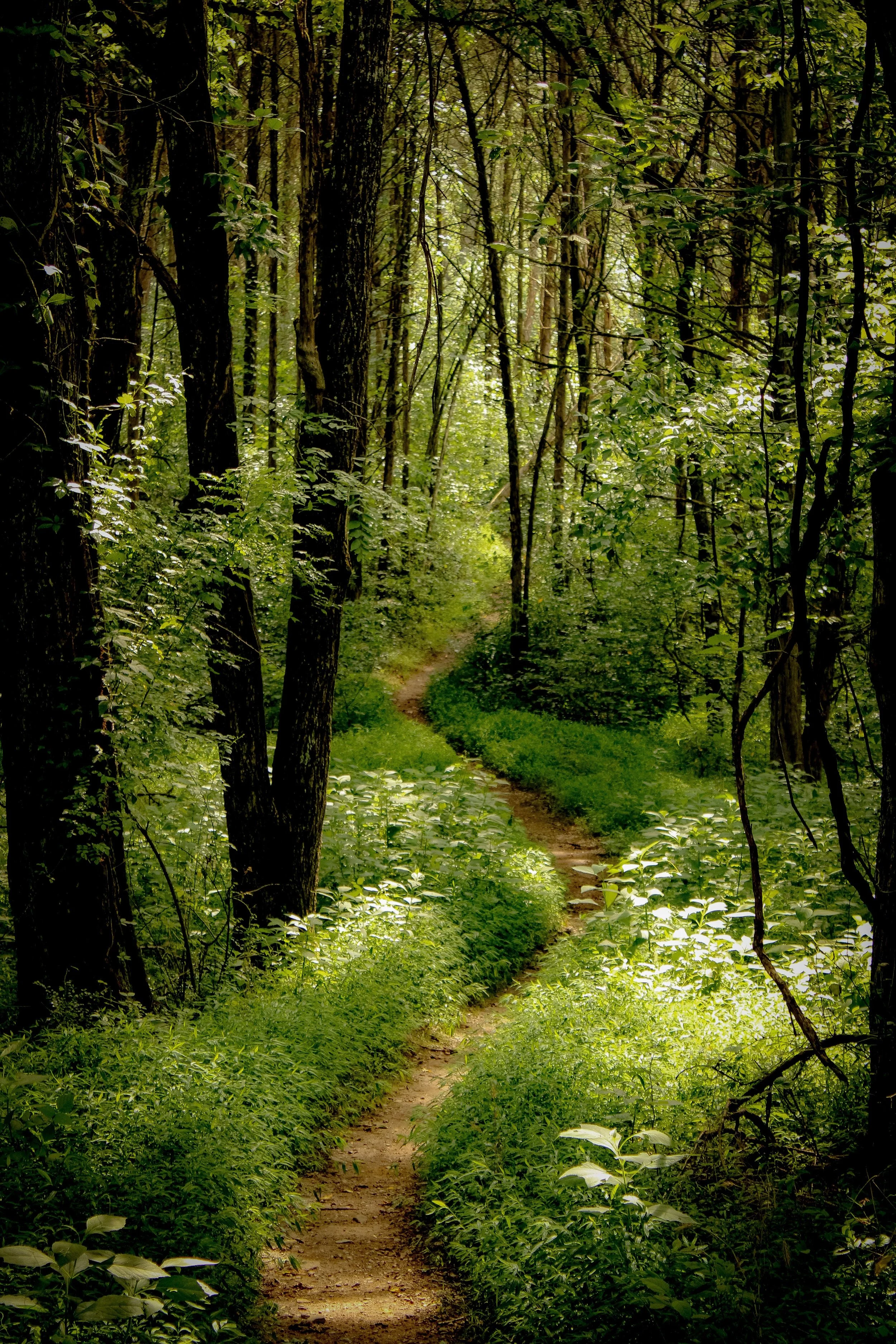 A narrow dirt trail winds through a dense, green forest with tall trees and lush foliage, leading into the distance.