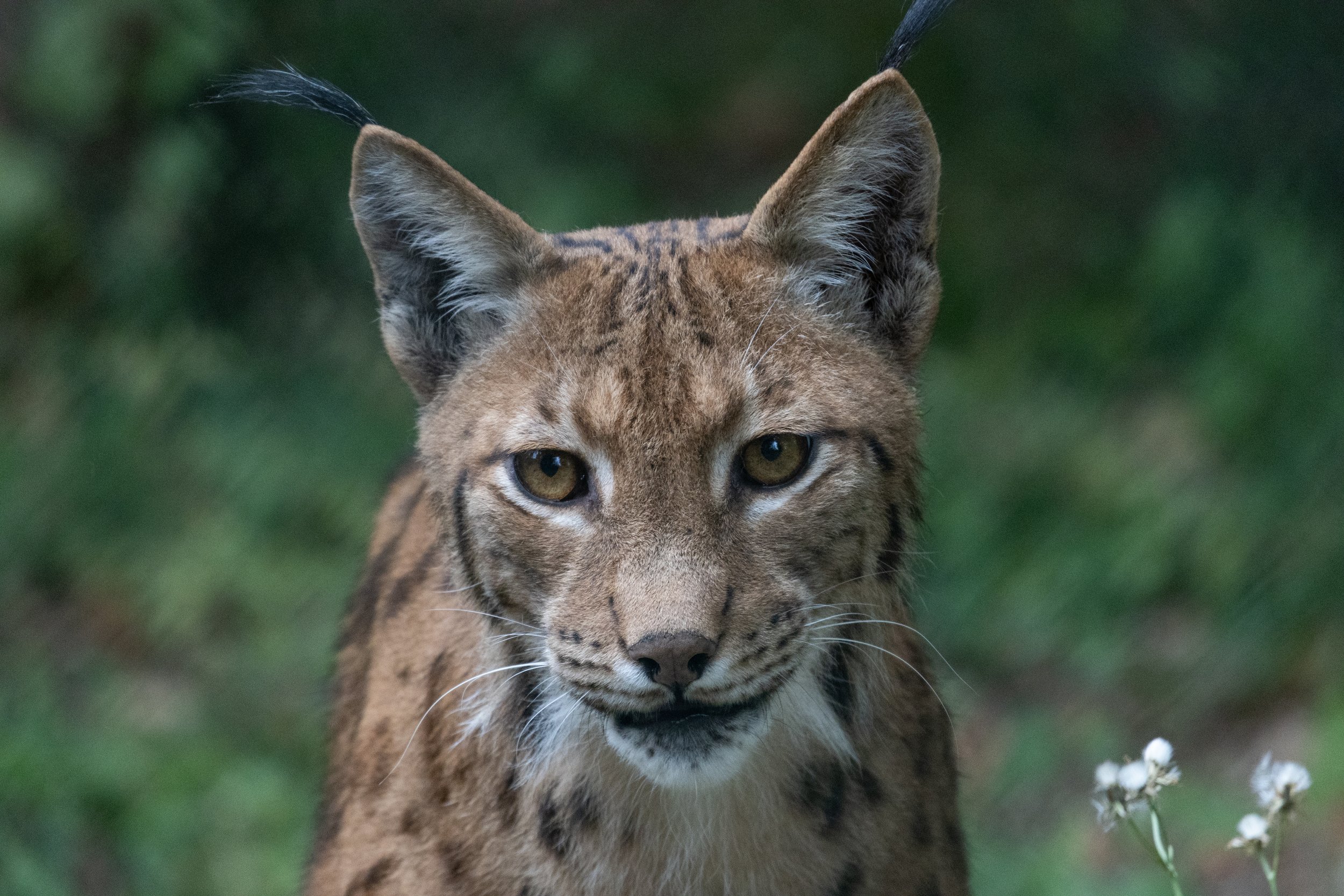 Rewilding Projects