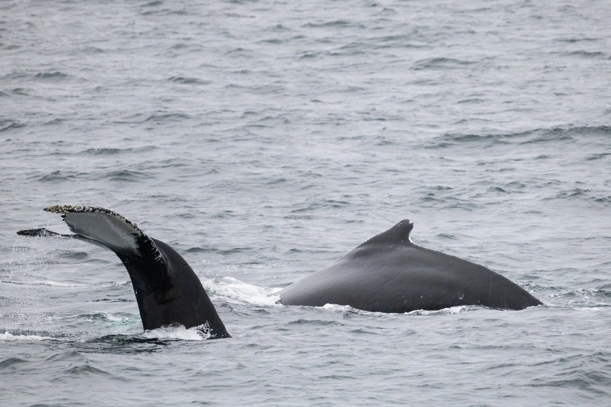 Humpback Whales