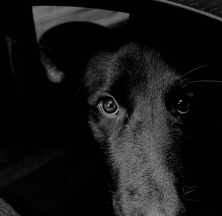 Nærbilde av en svart hund med fokus på øynene og snuten, i svart-hvitt.
