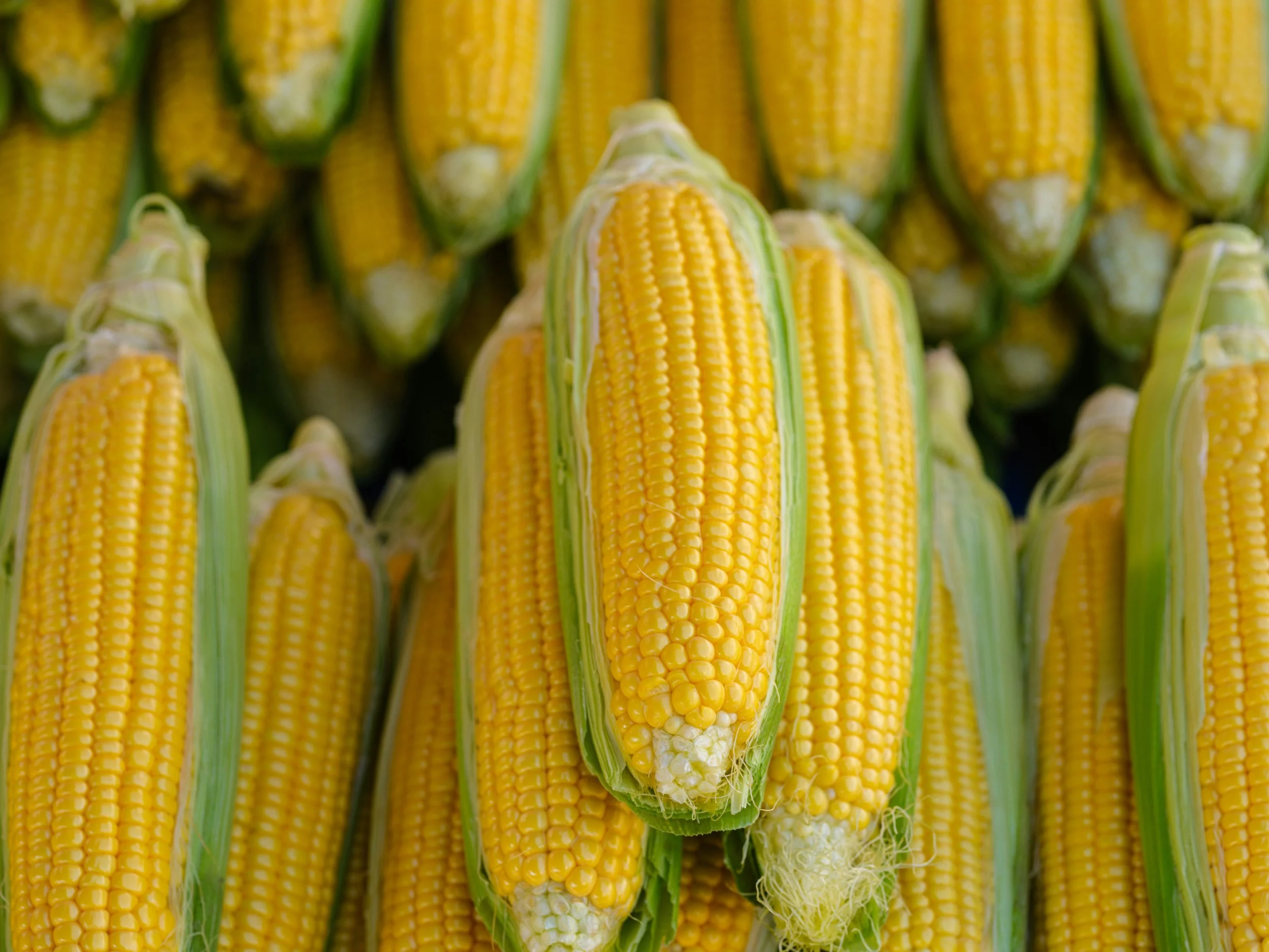 Close-up of multiple partially husked yellow corn cobs arranged in rows.